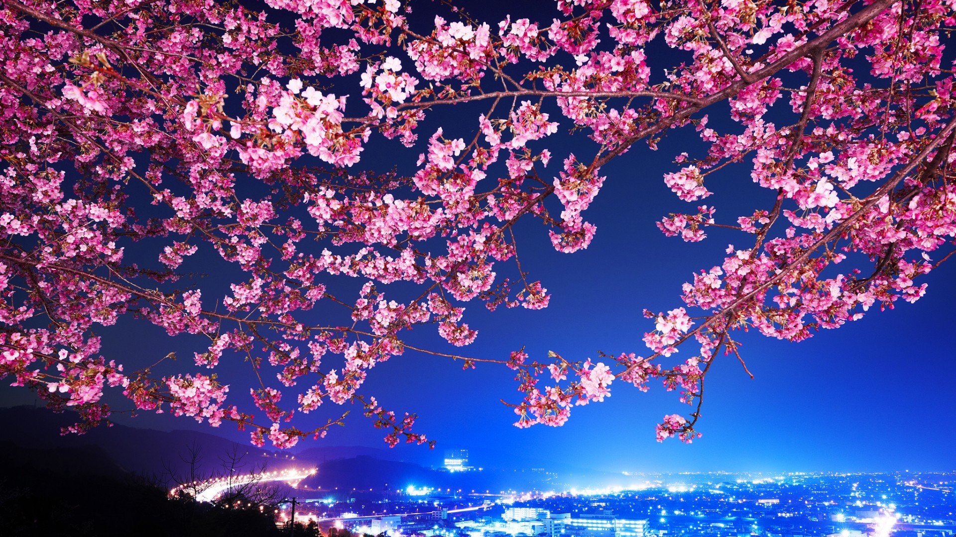 Cherry Blossom Night 1920x1080