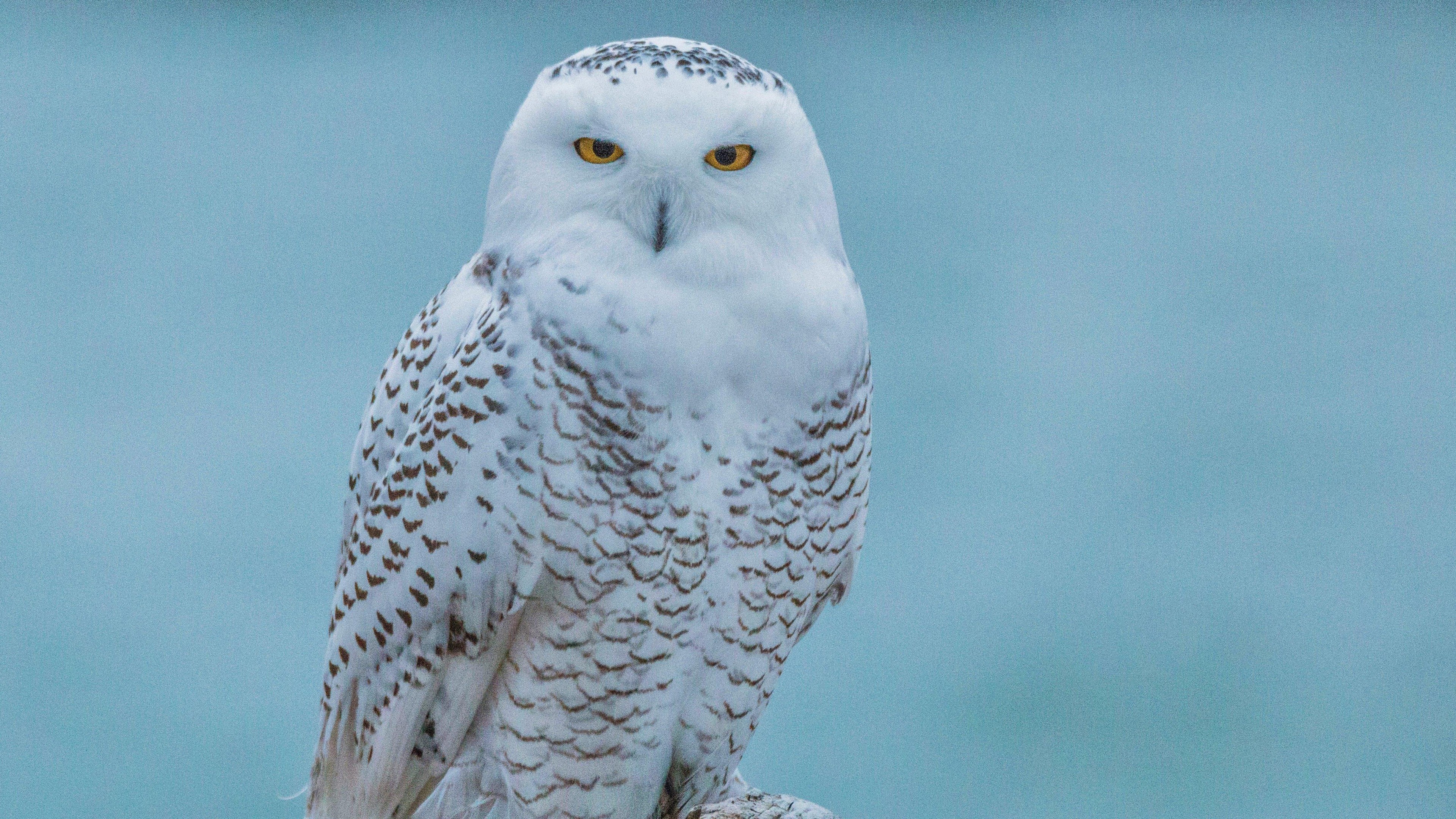 Bird Snowy Owl 3840x2160
