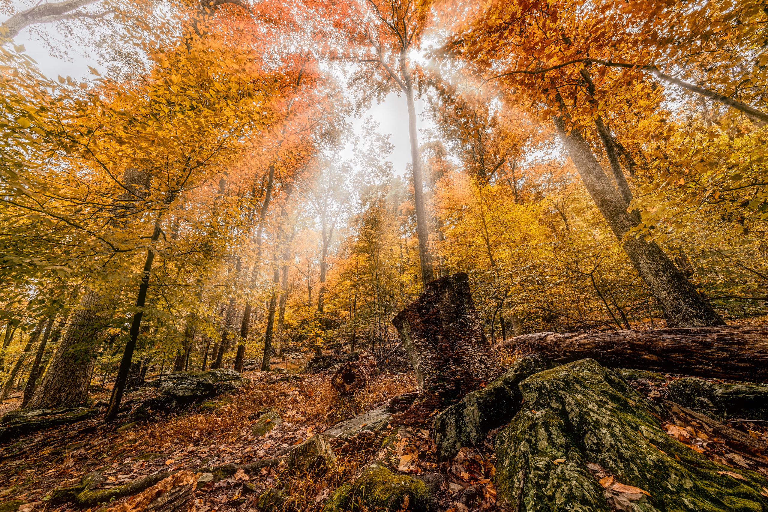 Fall Foliage Forest Nature Sunbeam 2560x1707