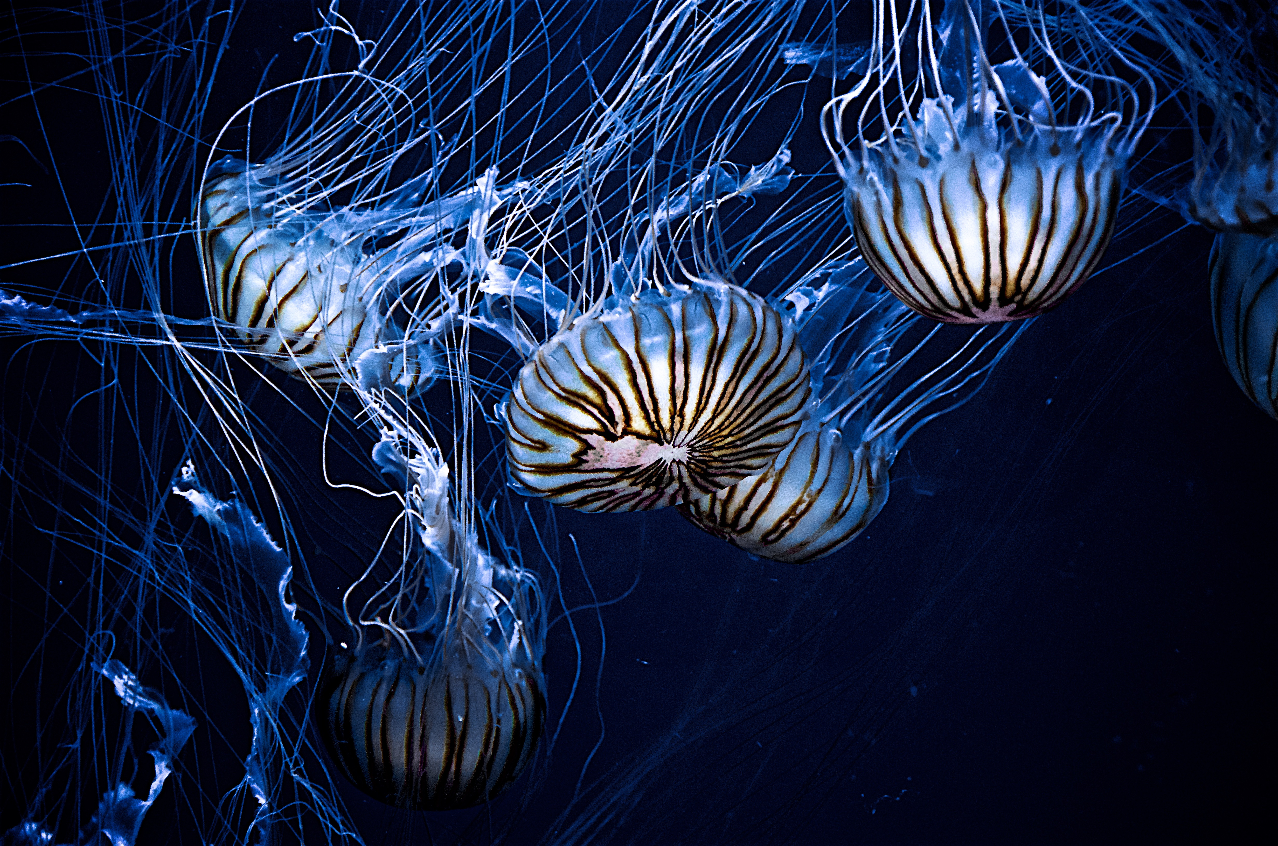 Jellyfish Sea Life Underwater 4928x3264