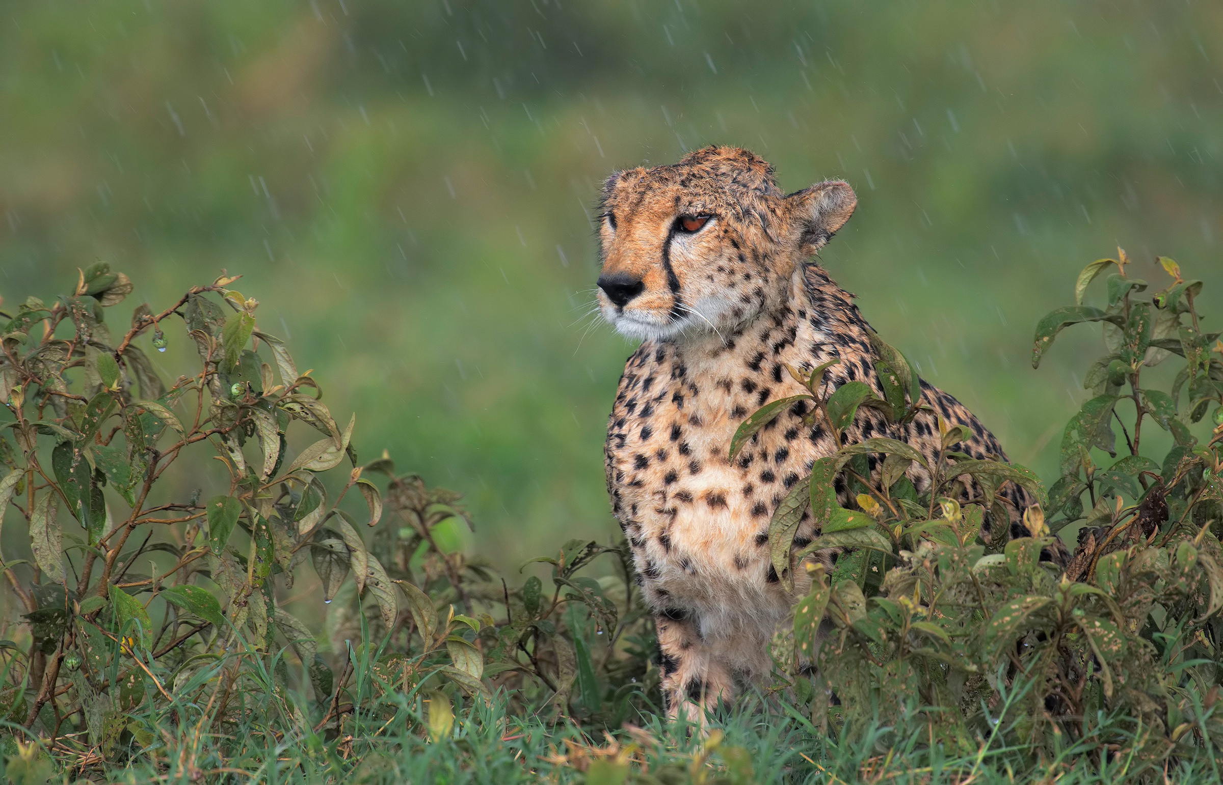 Big Cat Cheetah Wildlife Predator Animal 2400x1542