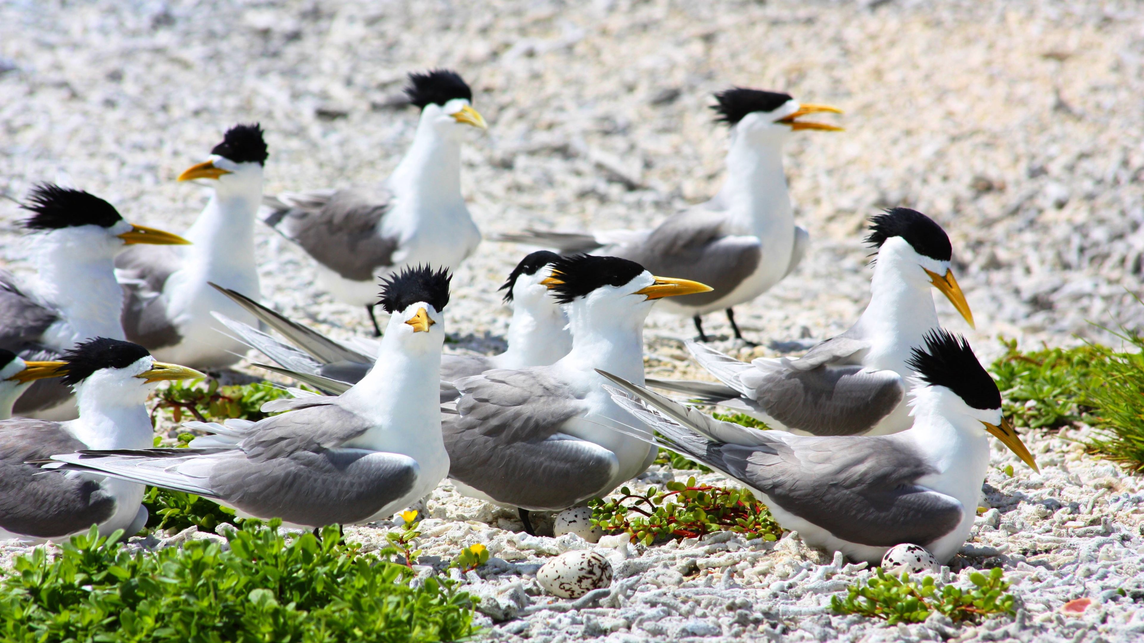 Bird Tern Wildlife 3840x2160