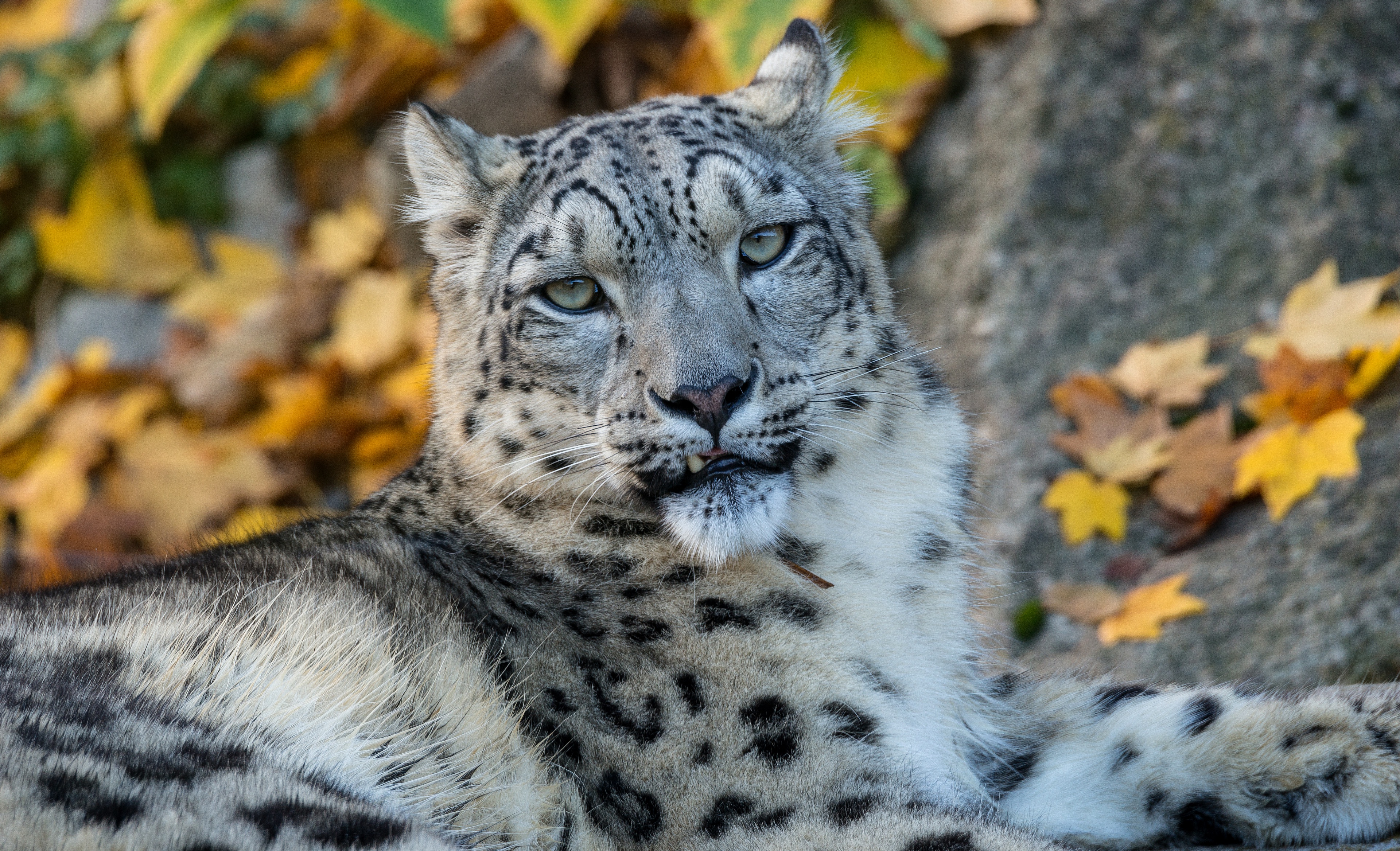 Big Cat Snow Leopard Stare Wildlife Predator Animal 3840x2335