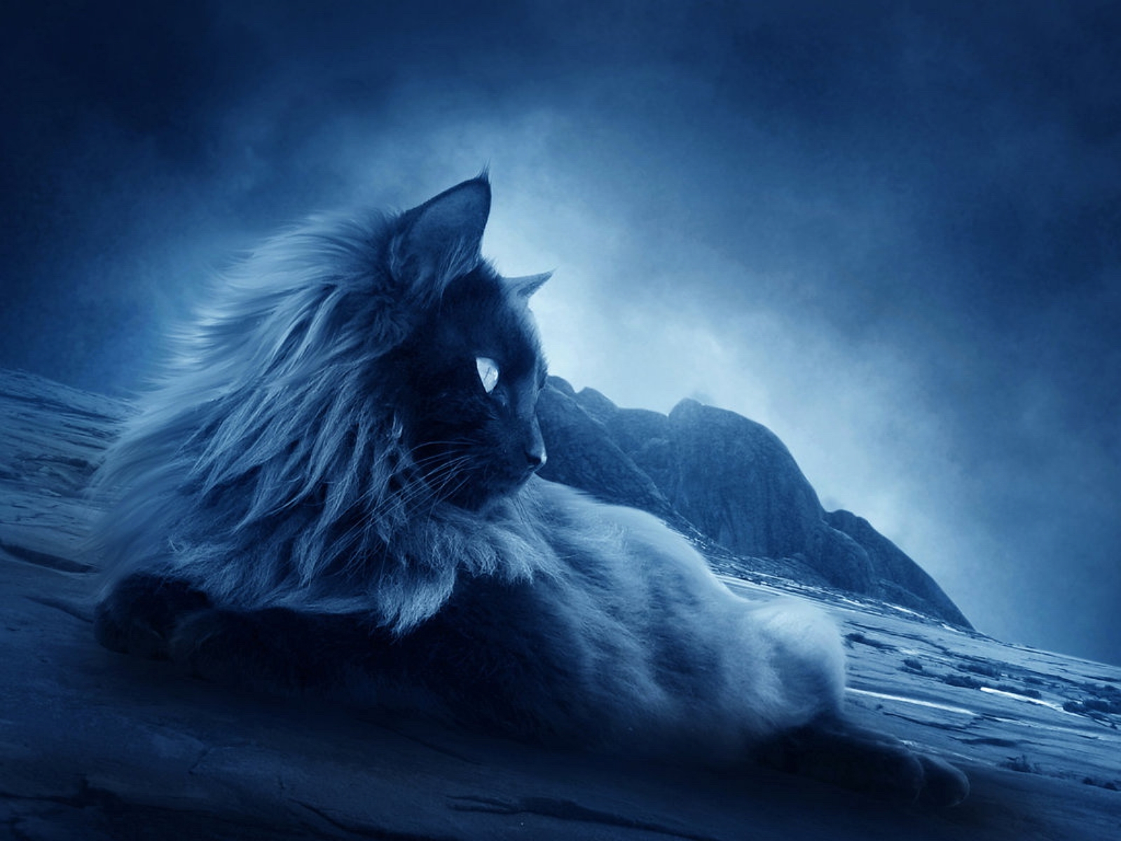 Desktopography Cooler Master Cats Animals Mammals Blue 1600x1200