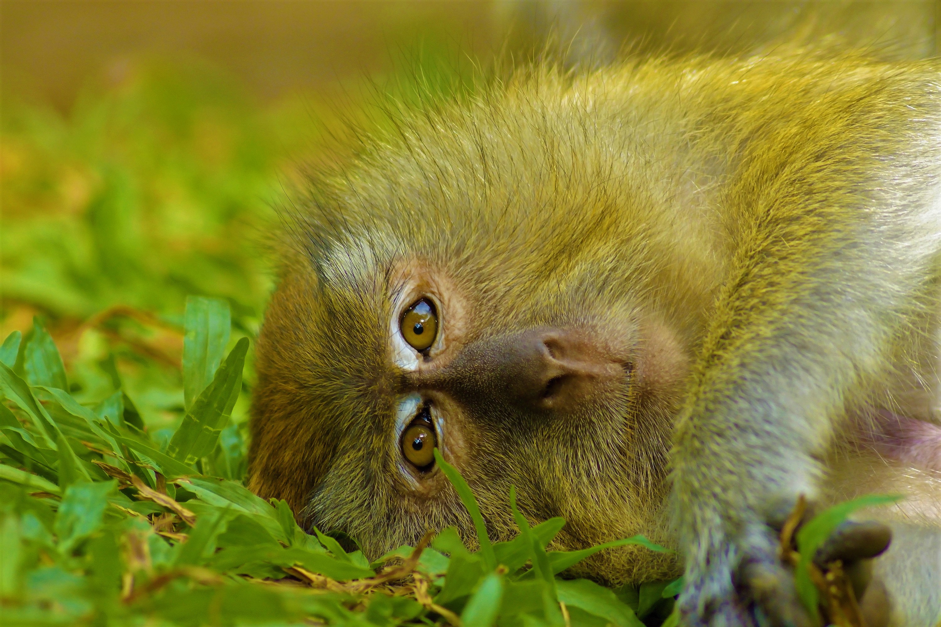 Animal Japanese Macaque Macaque Monkey 3000x2000