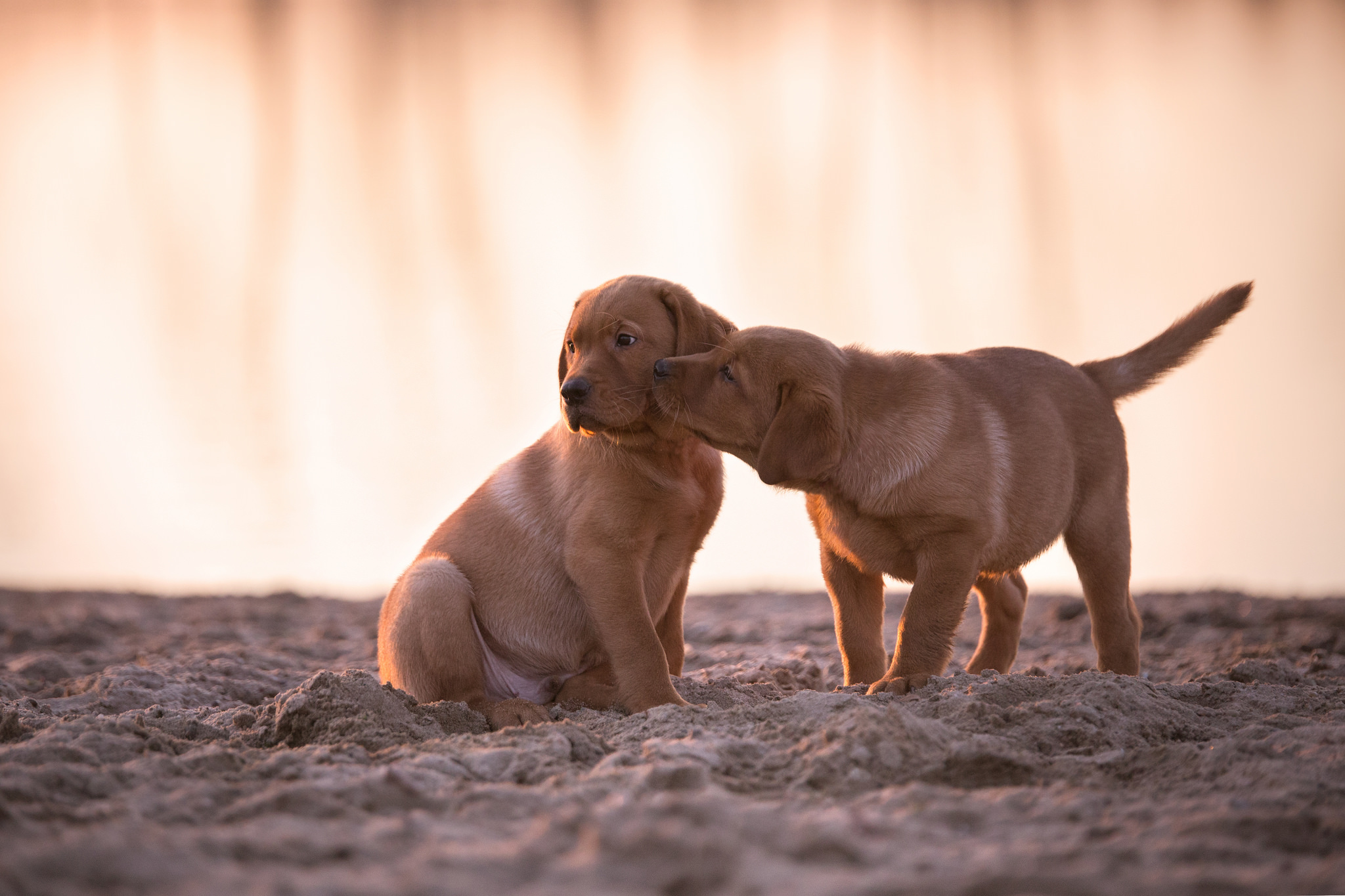 Baby Animal Dog Golden Retriever Pet Puppy Sand 2048x1365