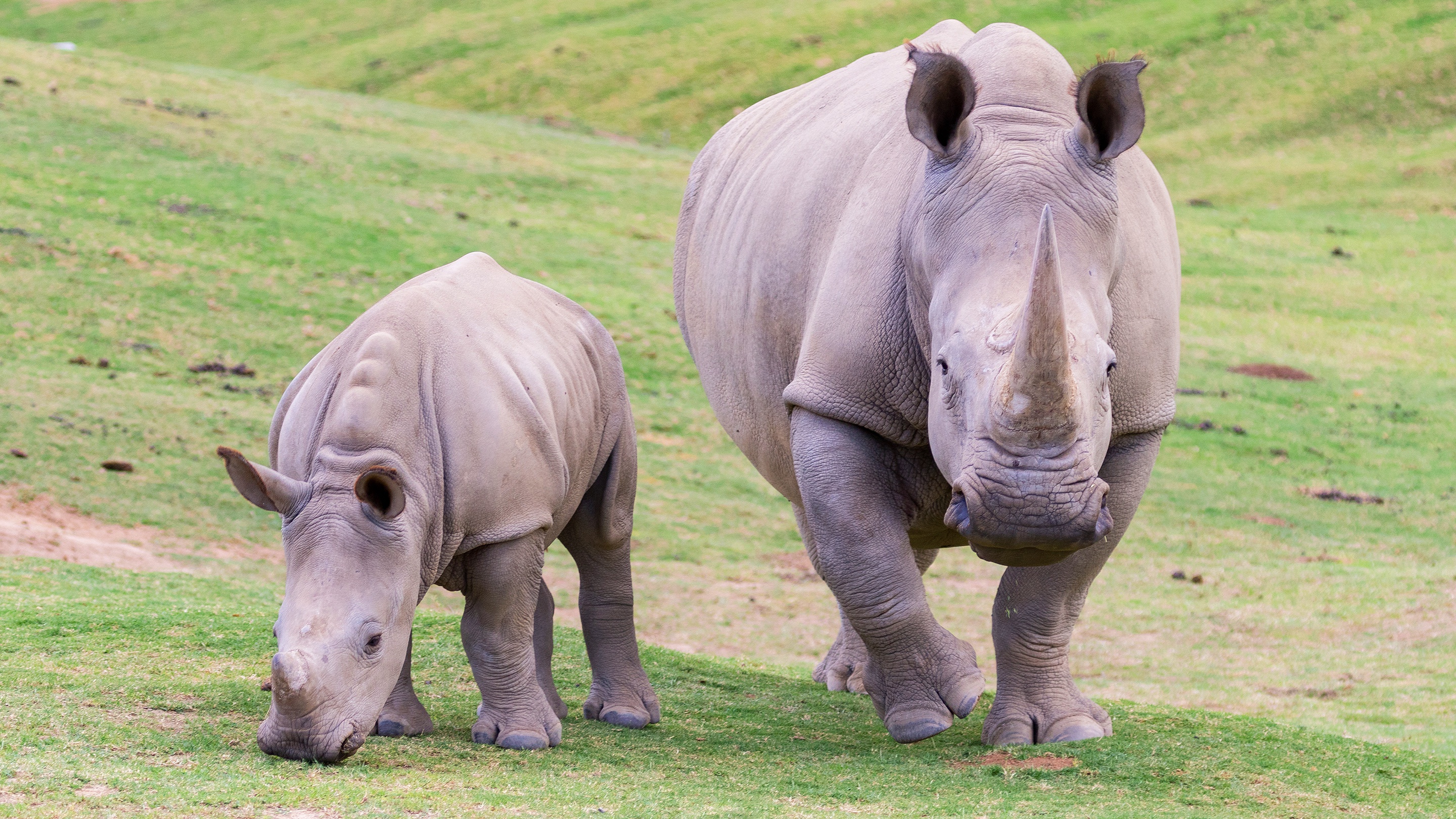 Baby Animal Rhino Wildlife 2880x1620