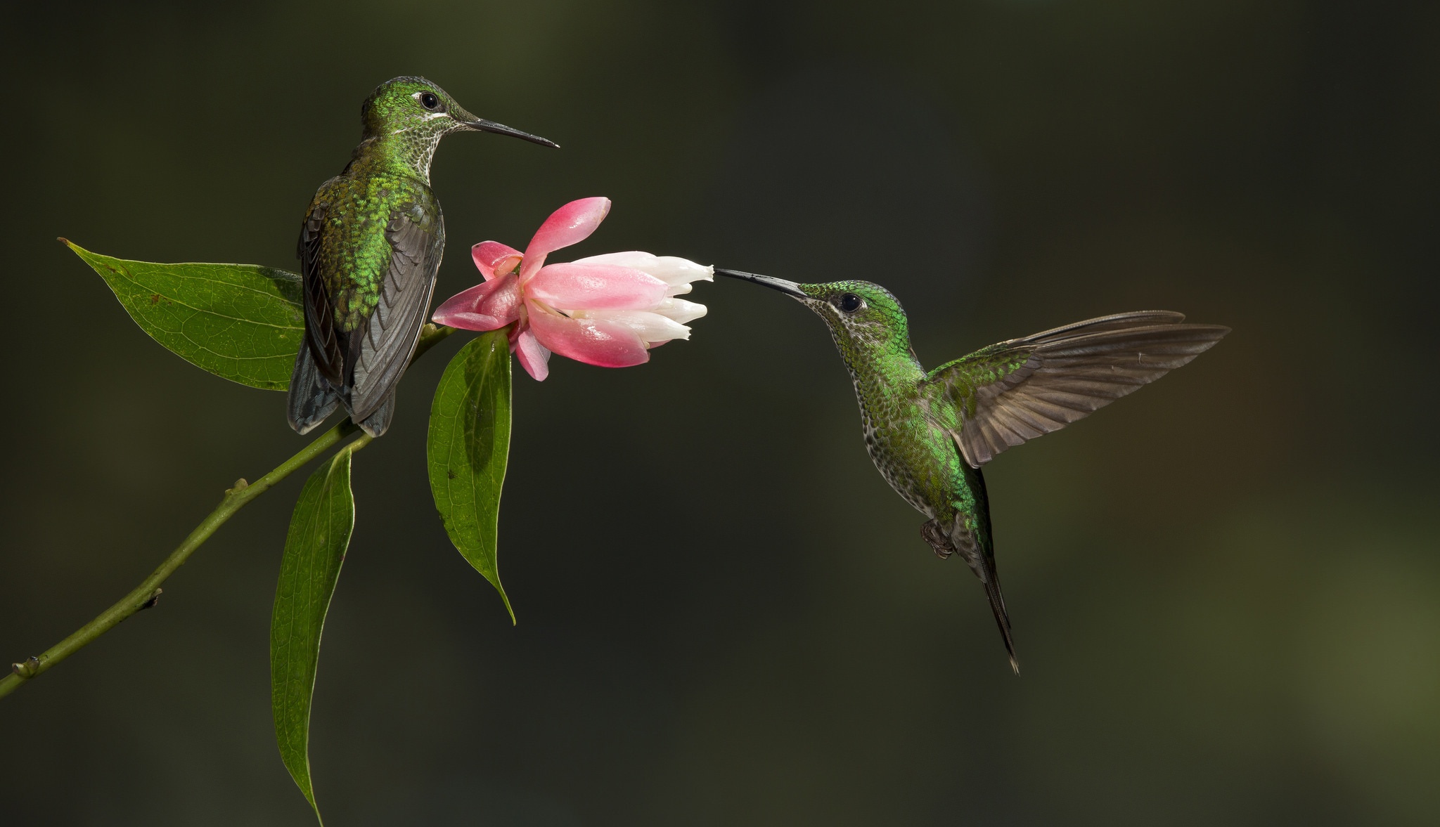 Bird Flower Hummingbird Wildlife 2048x1177