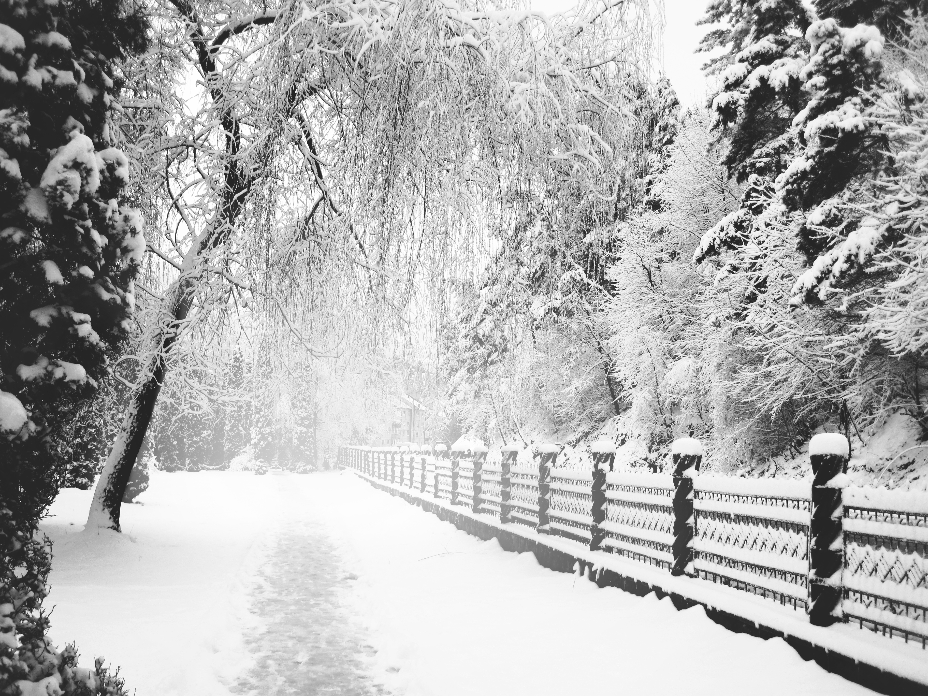 Fence Path Snow Tree White Winter 3648x2736