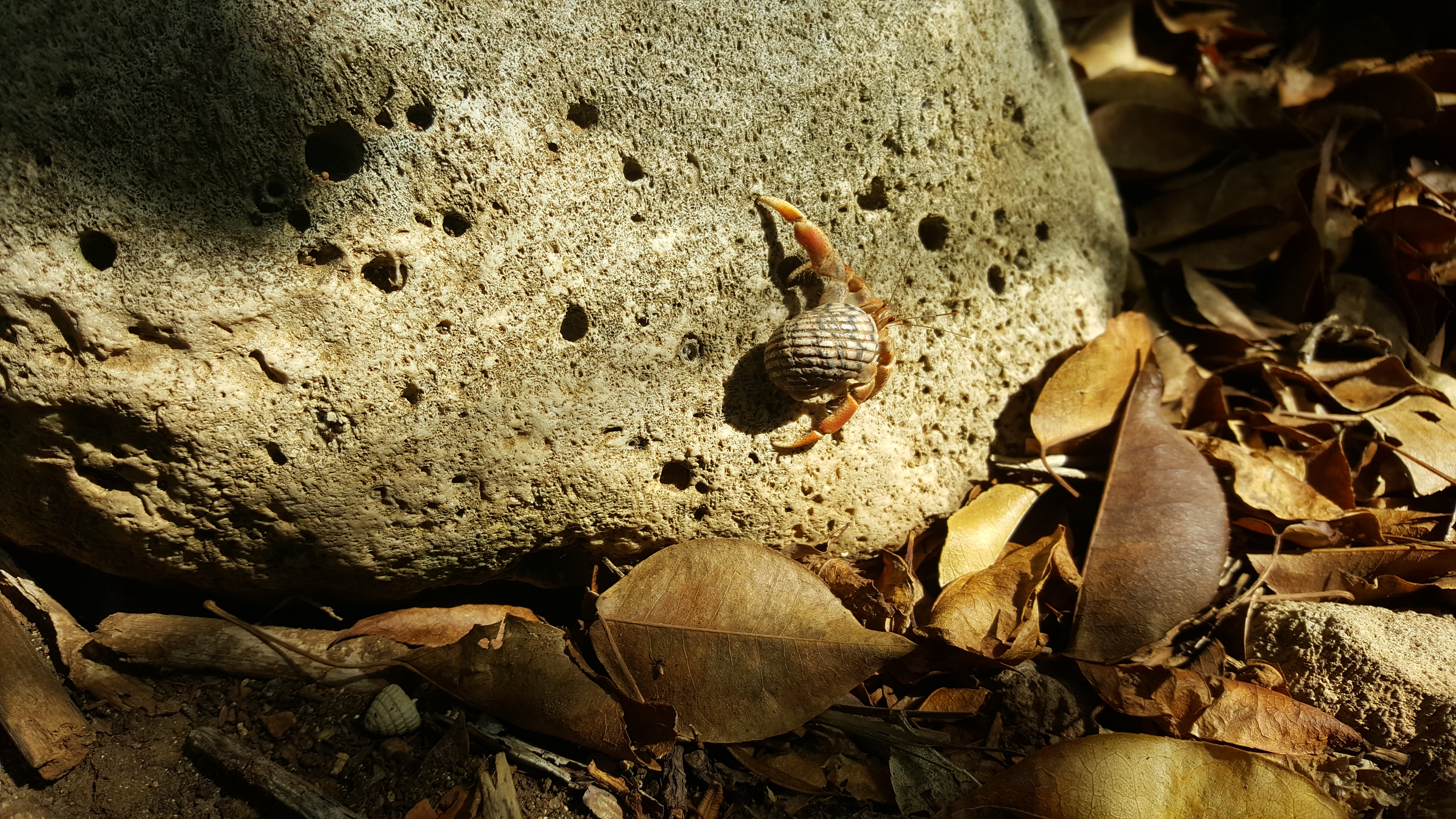 Crabs Animals Crustaceans Nature Curacao 5312x2988
