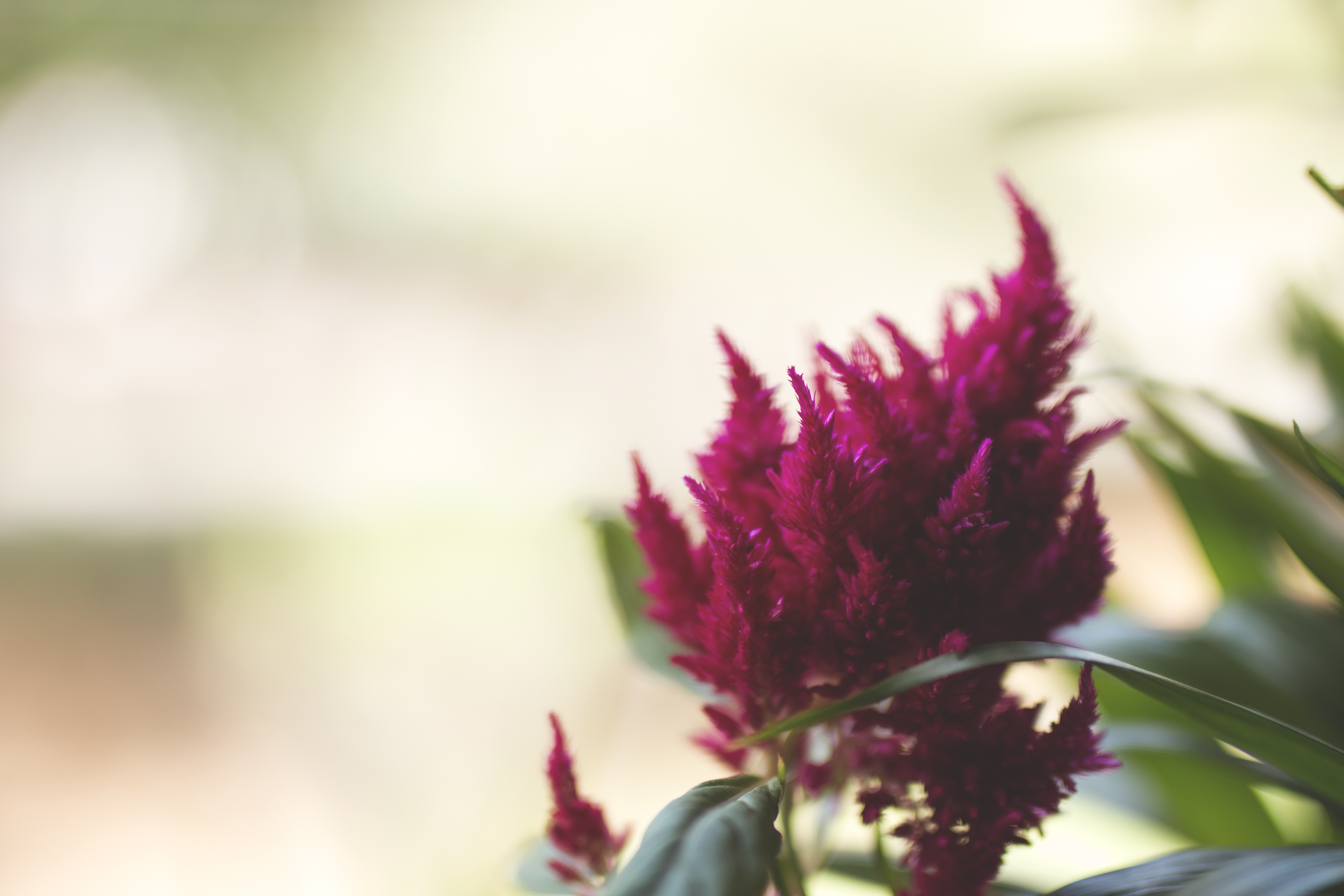 Nature Plants Celosia 3840x2560