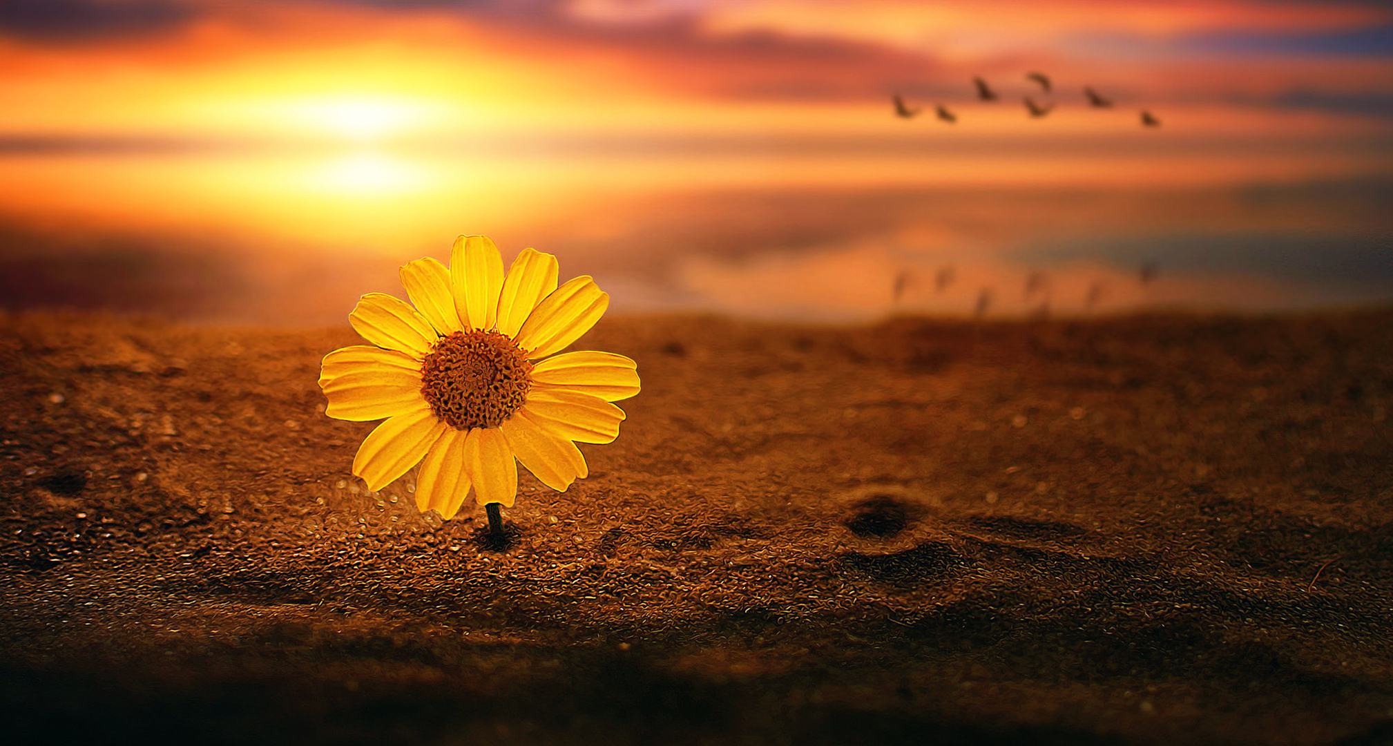 Artistic Daisy Flower Sand Sunset Yellow Flower 2017x1080