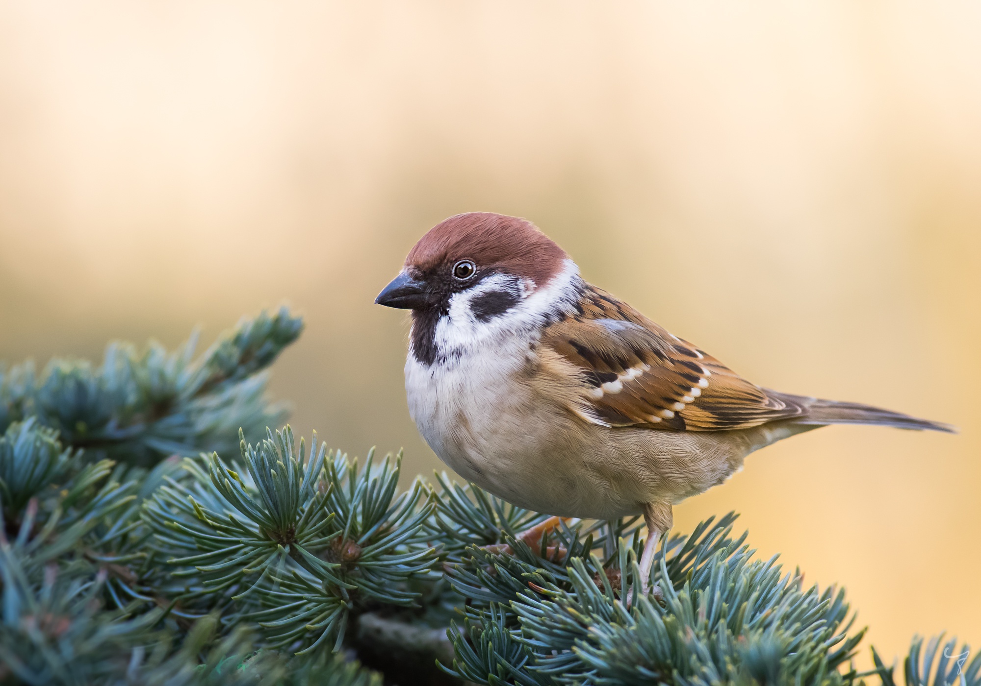 Bird Passerine Sparrow Wildlife 2000x1400