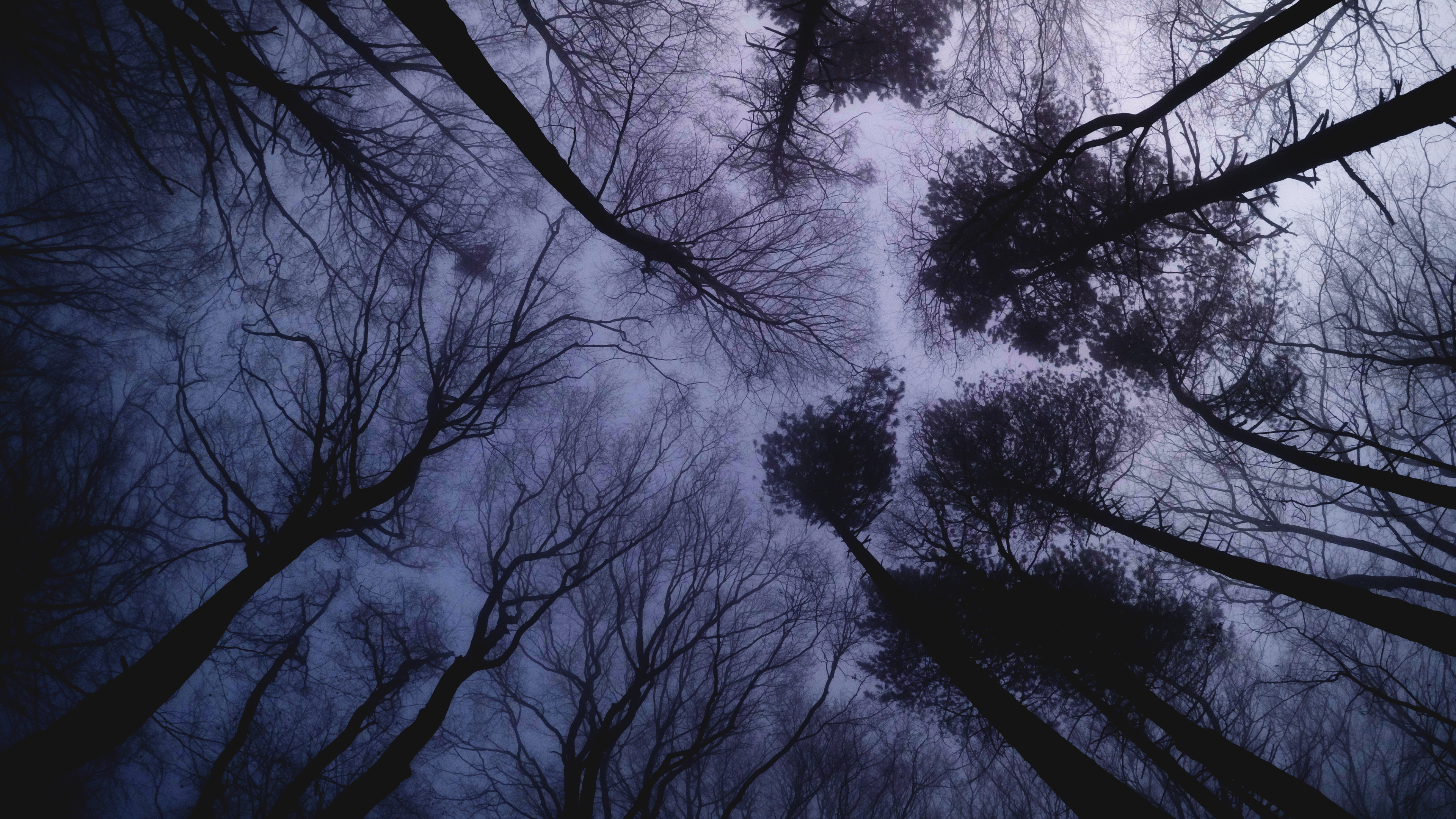 Nature Sky Trees Forest Beech Mist Worms Eye View 3840x2160