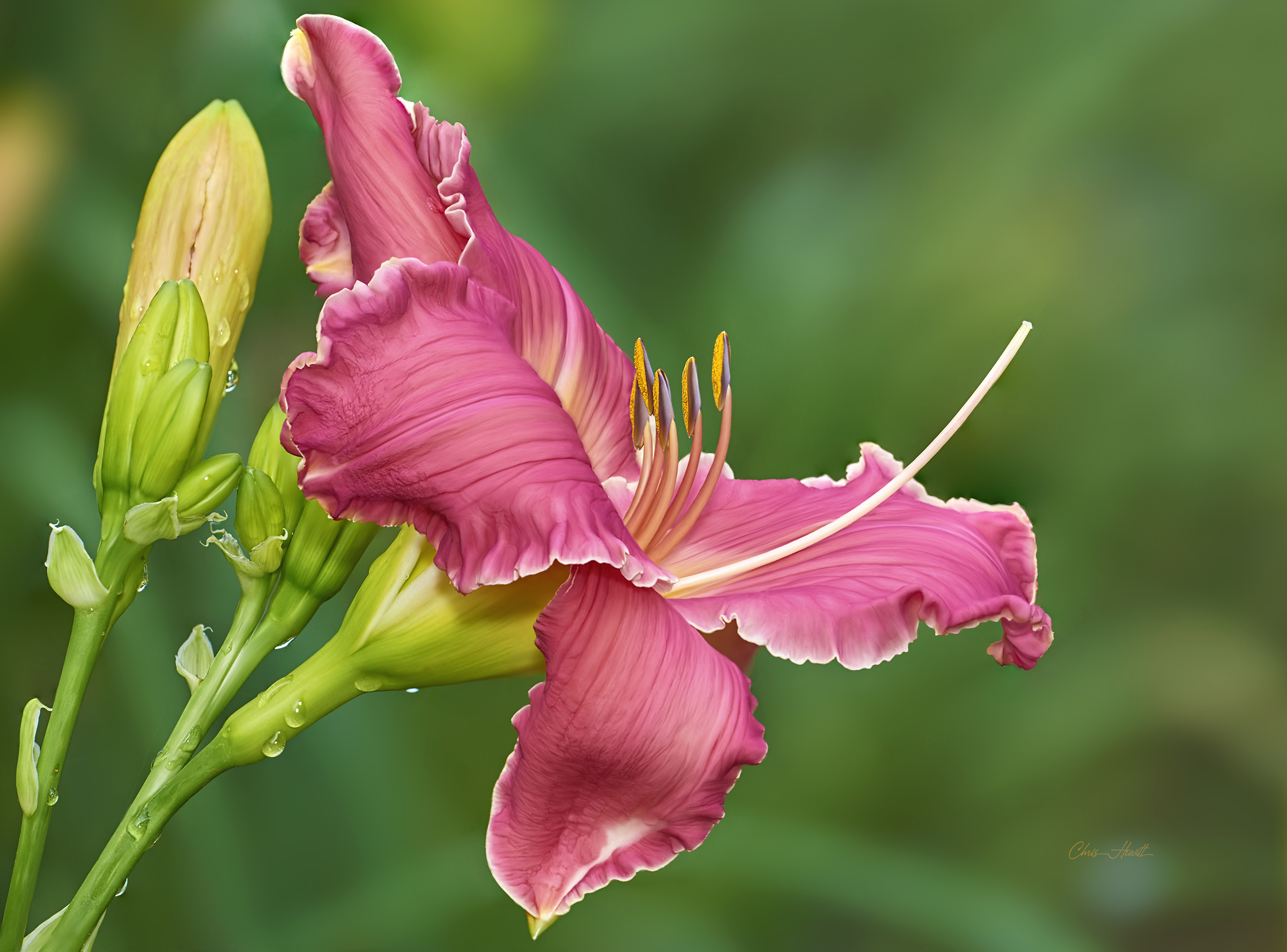 Daylily Flower Lily 2400x1776