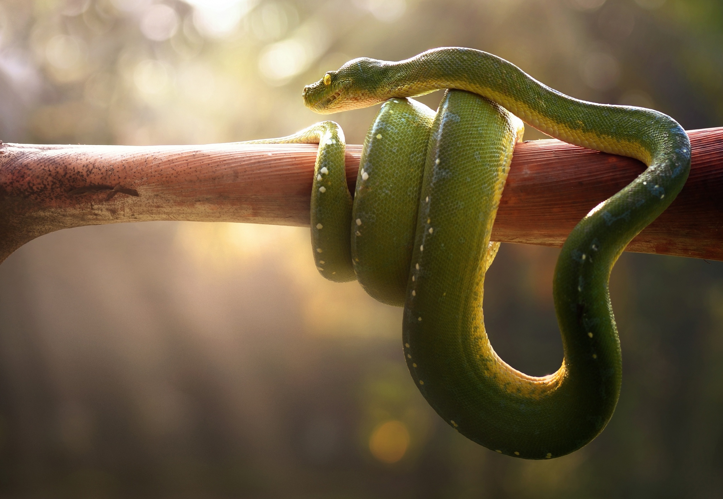 Depth Of Field Reptile Snake Tree Python Wildlife 2500x1728