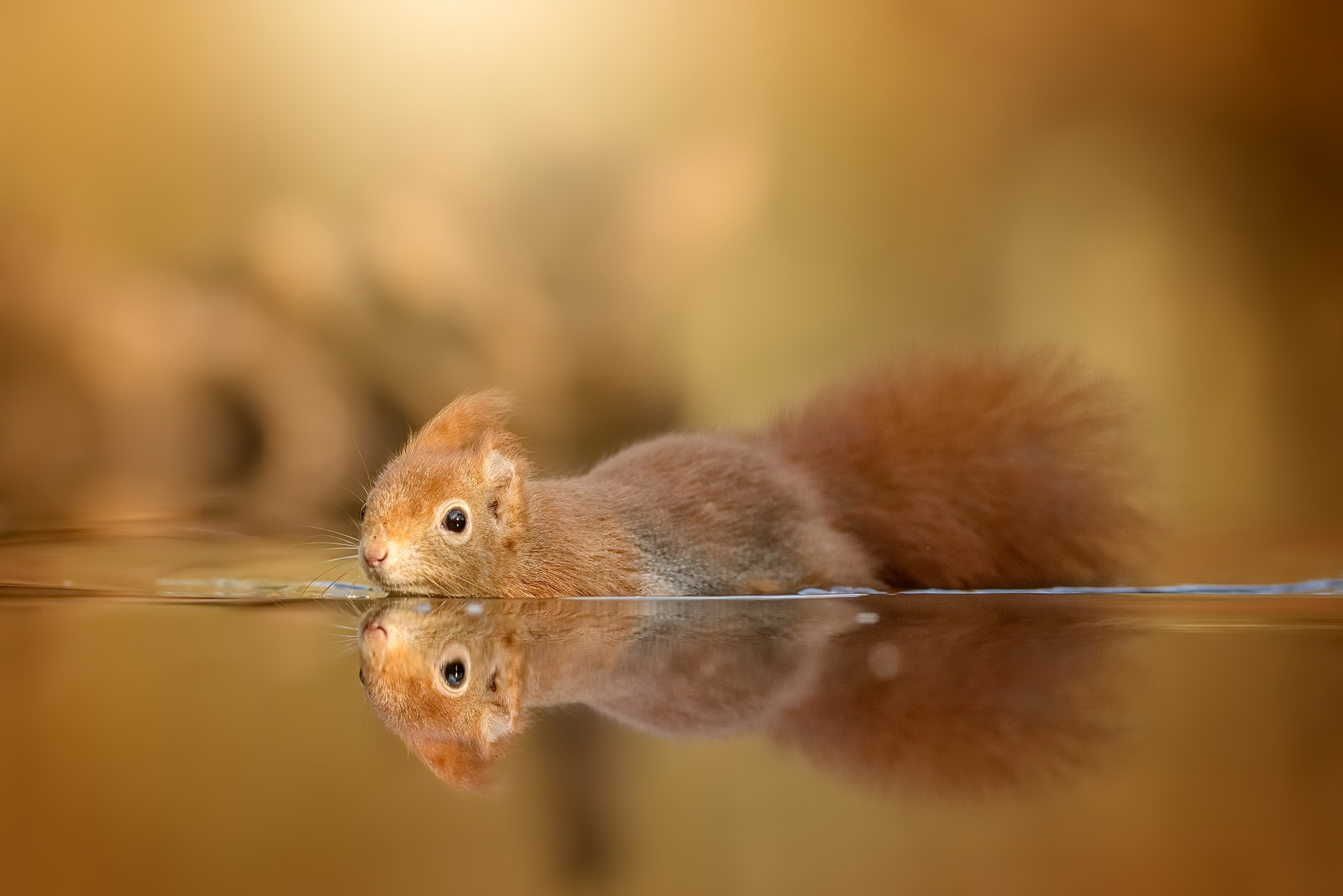Reflection Rodent Squirrel Wildlife 2048x1366