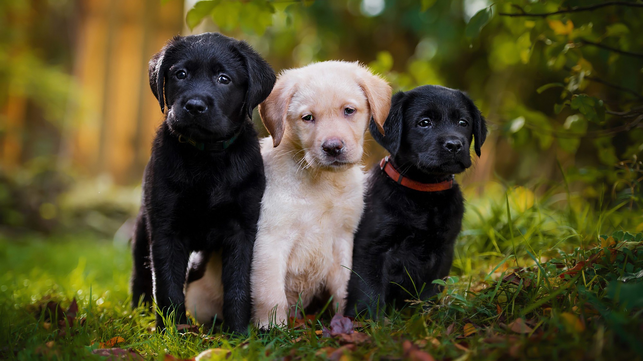 Baby Animal Dog Labrador Retriever Pet Puppy 2048x1152