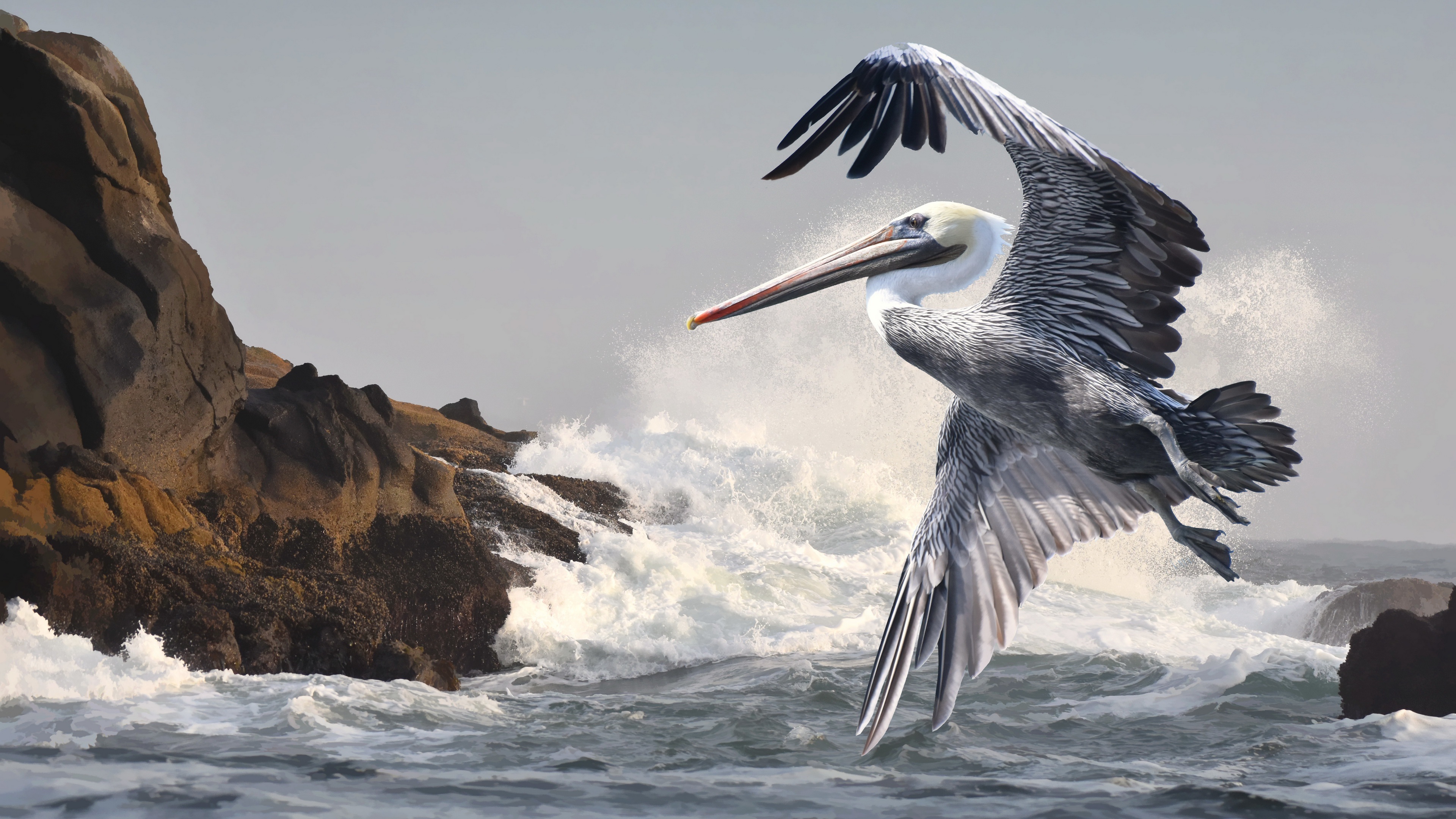 Bird Pelican Wildlife 3840x2160