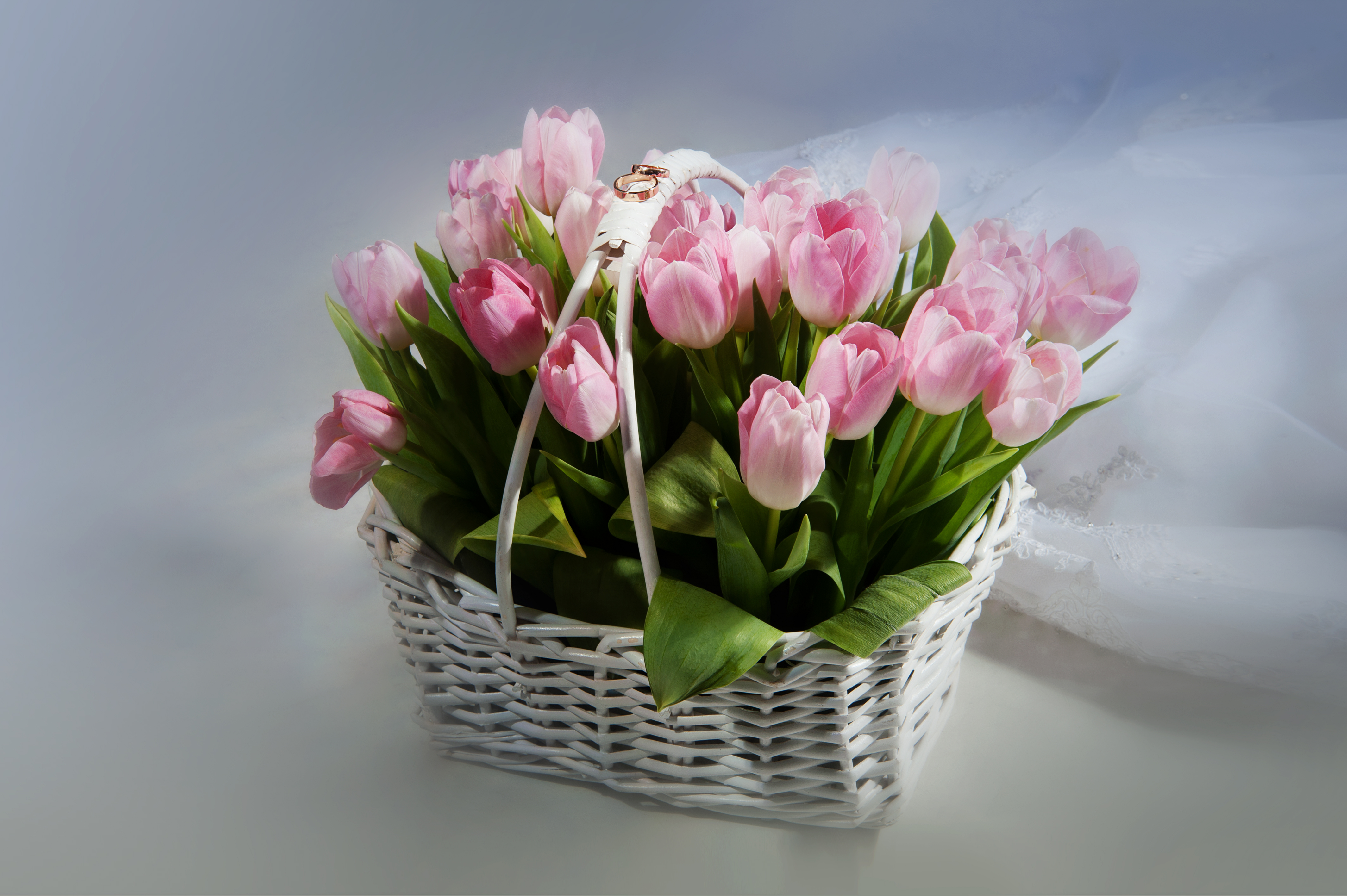 Basket Flower Petal Ring Tulip 4256x2832