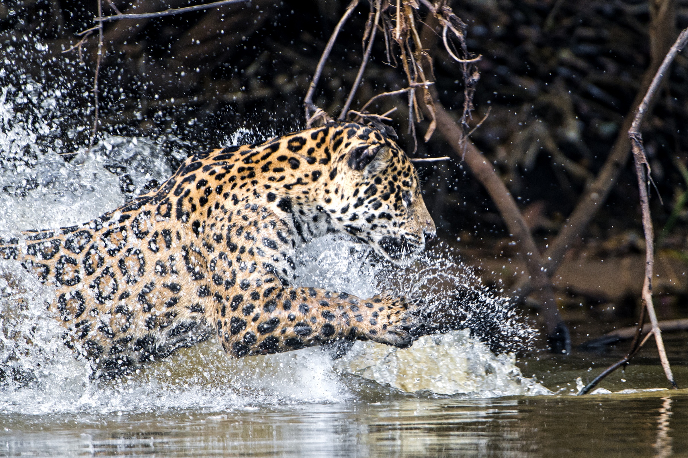 Big Cat Jaguar Splash Wildlife Predator Animal 2400x1600