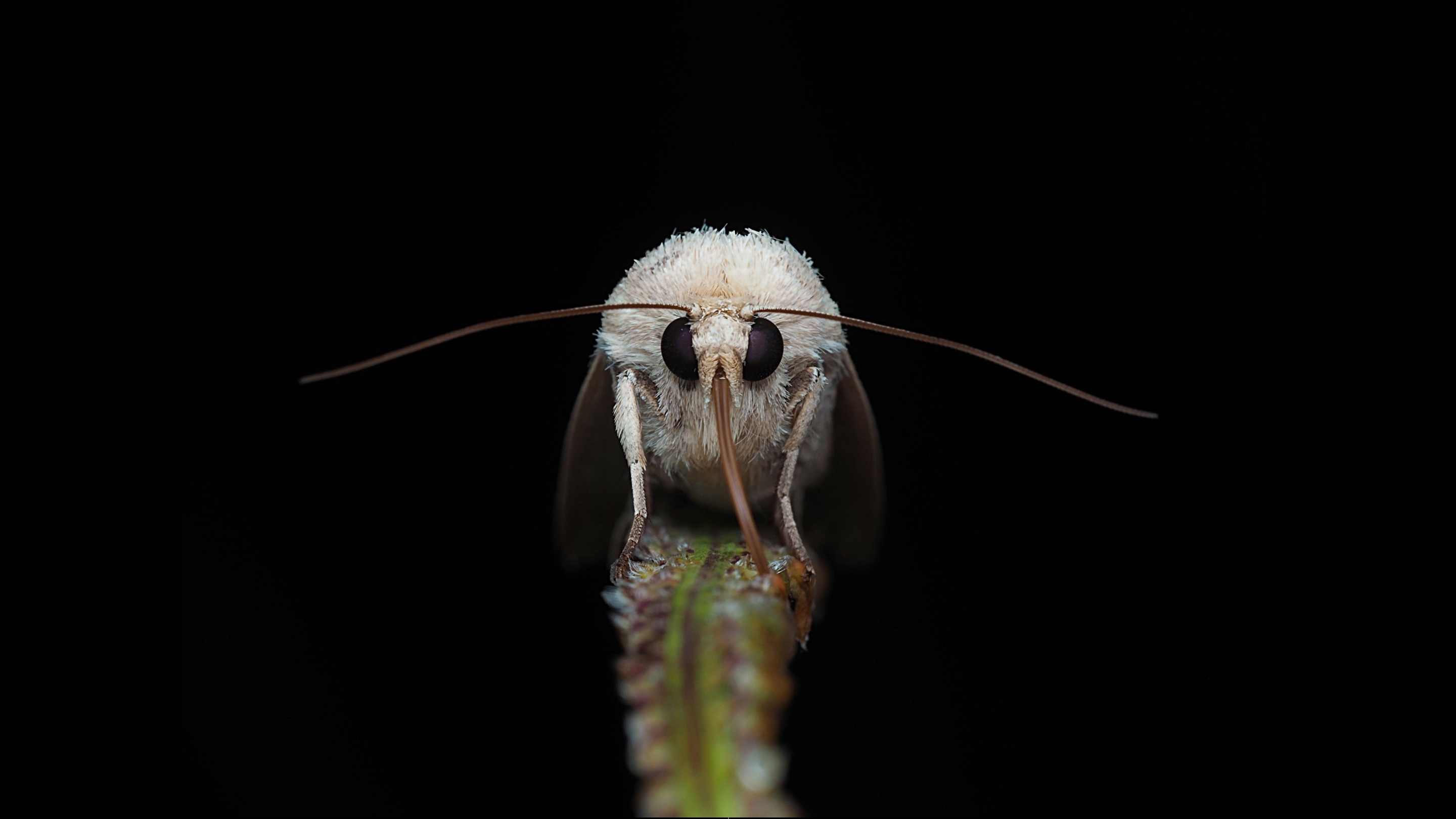 Insect Moth 2880x1620