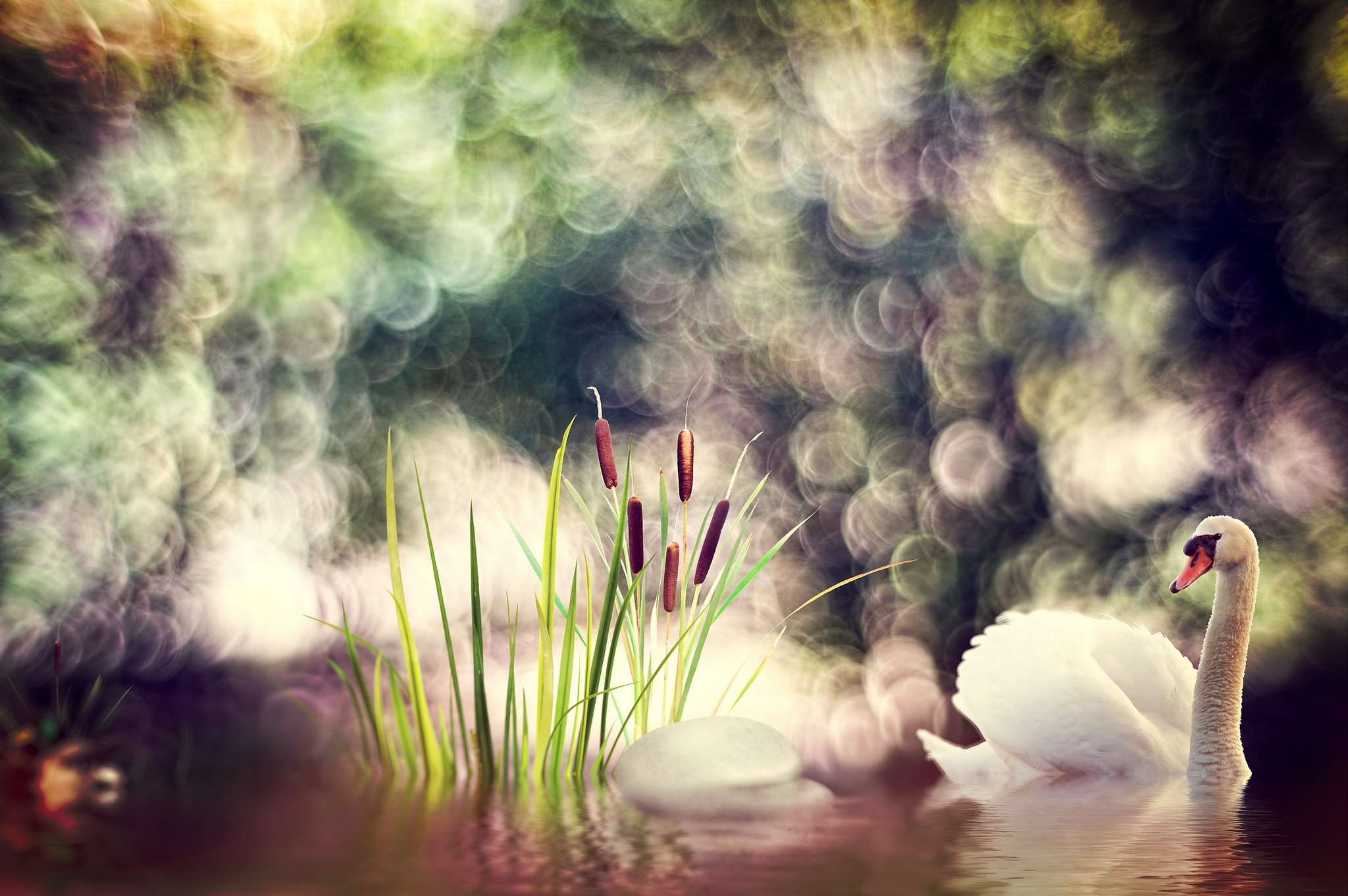 Bird Bokeh Mute Swan Swan Wildlife 2048x1362