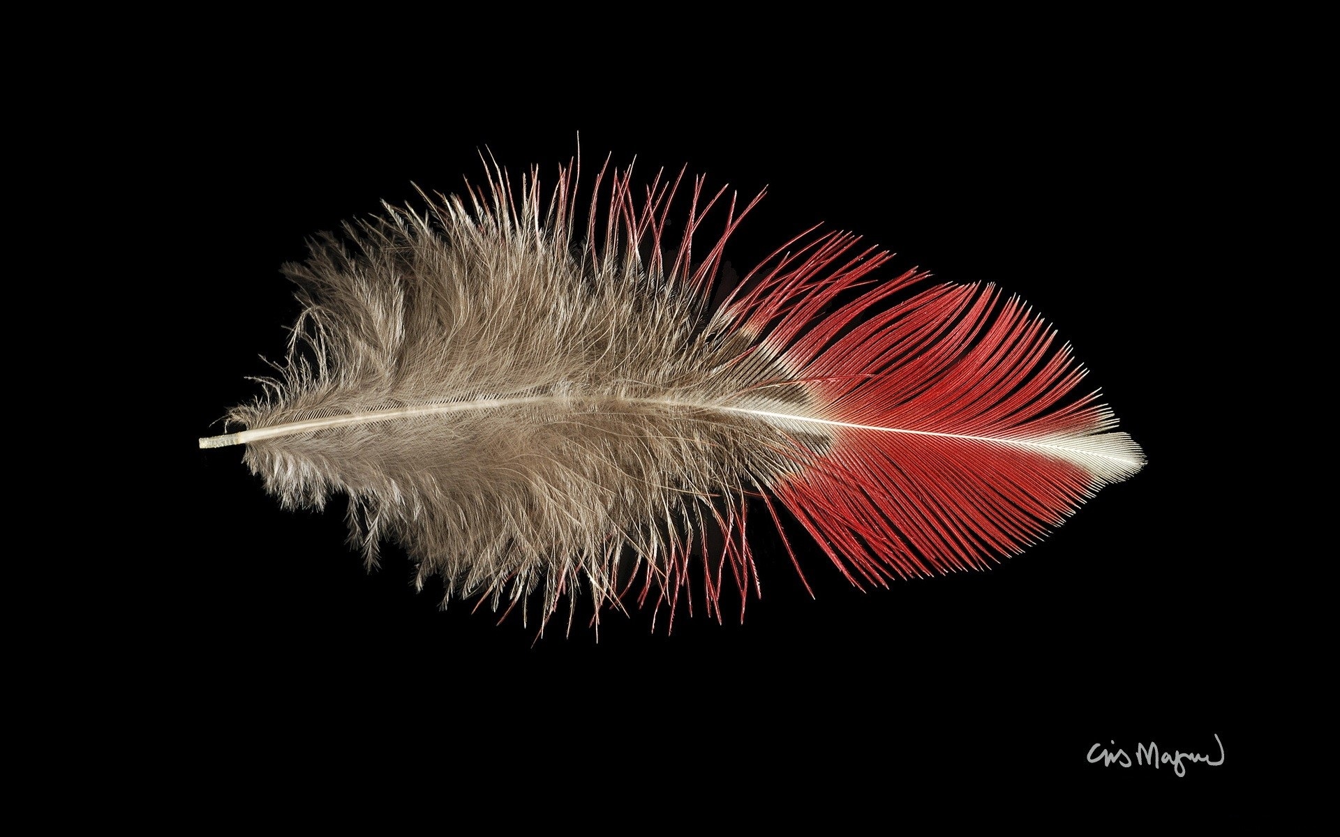 Photography Feather 1920x1200
