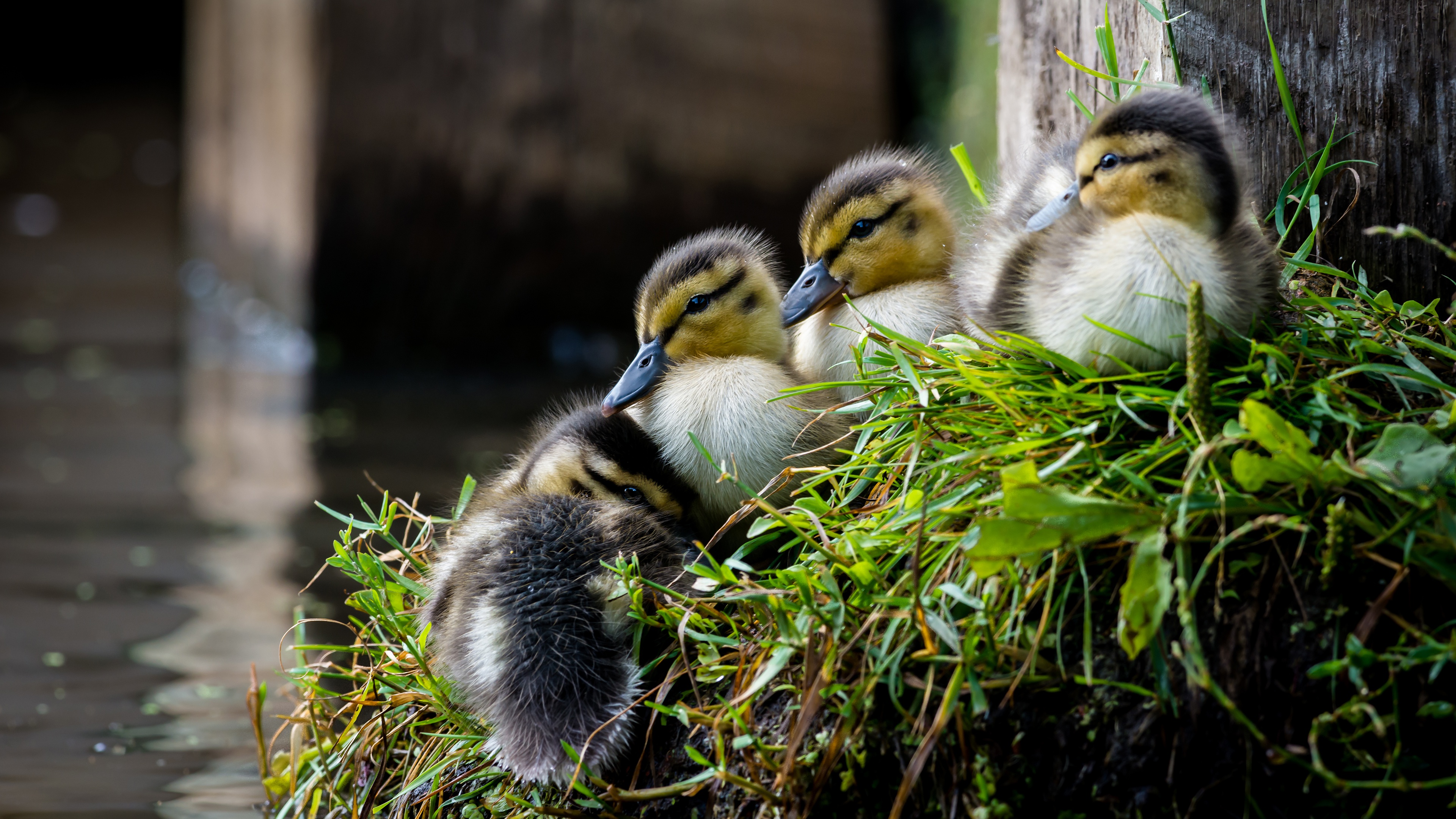 Baby Animal Bird Duck Duckling Wildlife 3840x2160