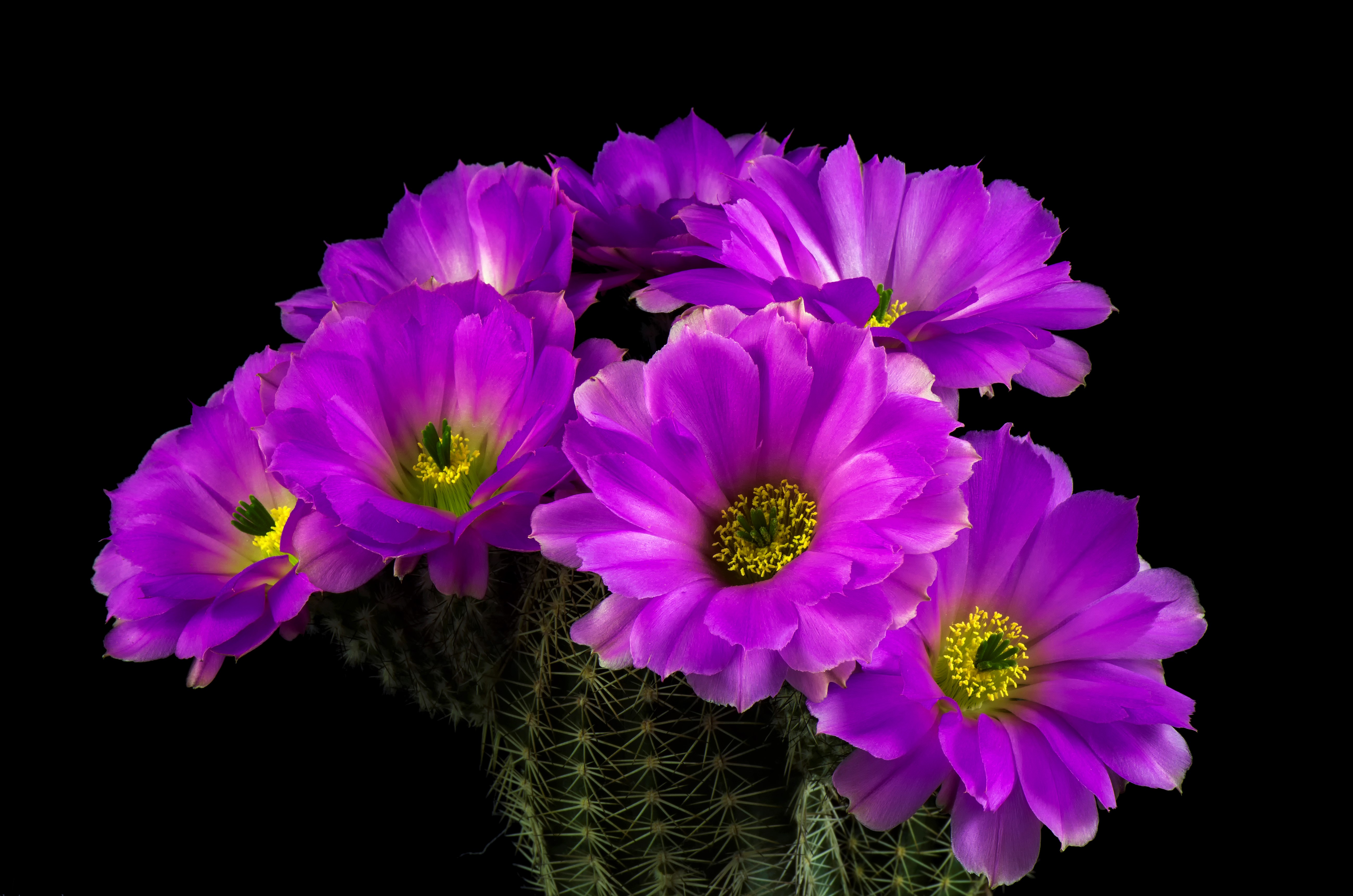 Cactus Earth Flower Purple Flower 5200x3447