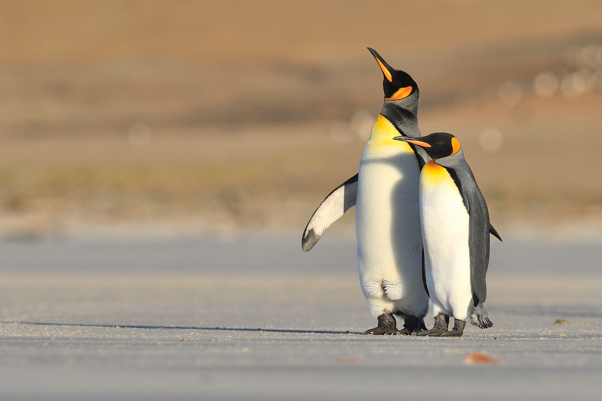 Baby Animal Penguin Wildlife 2000x1333