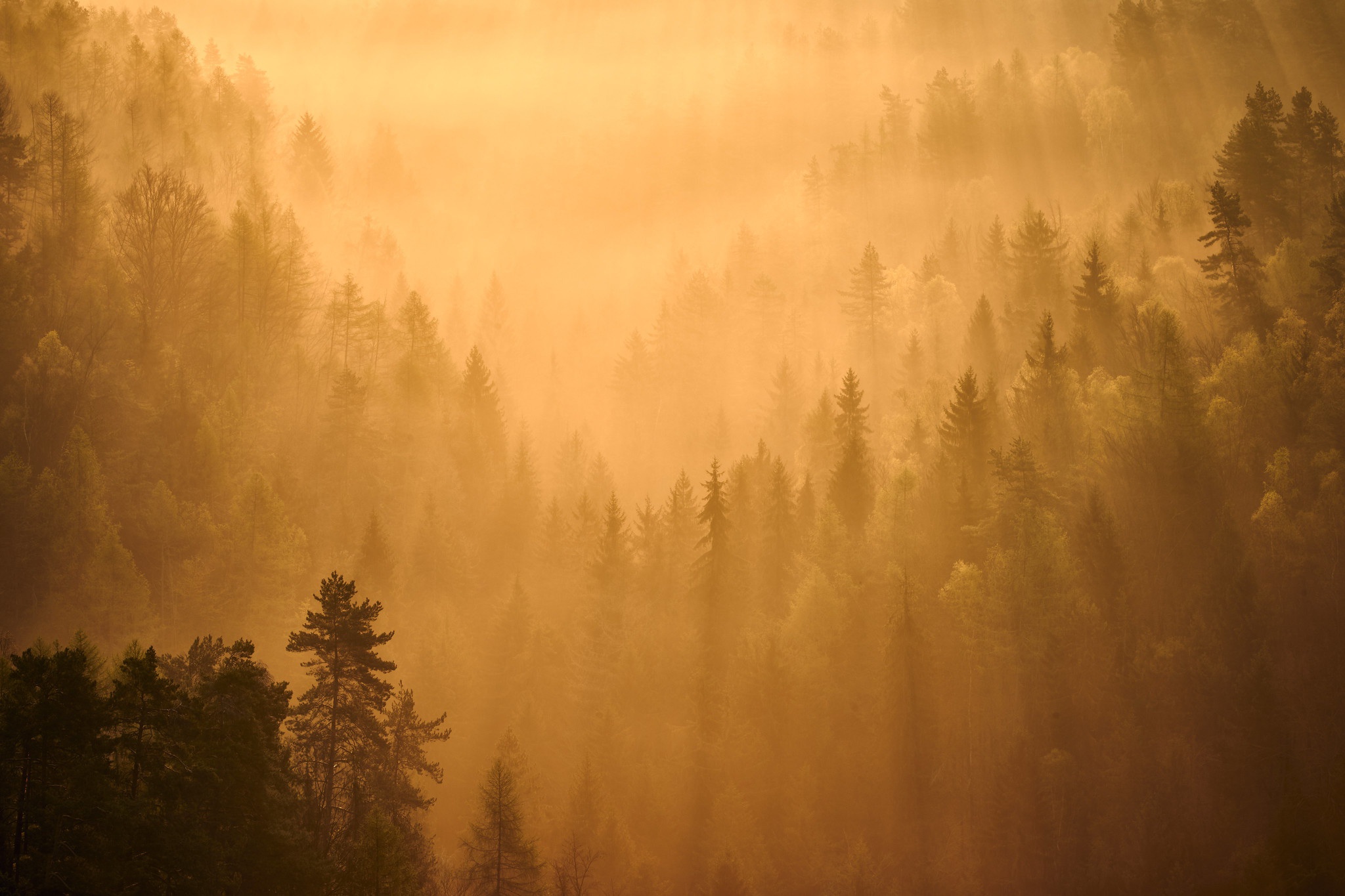 Fog Forest Nature Sunbeam 2048x1365