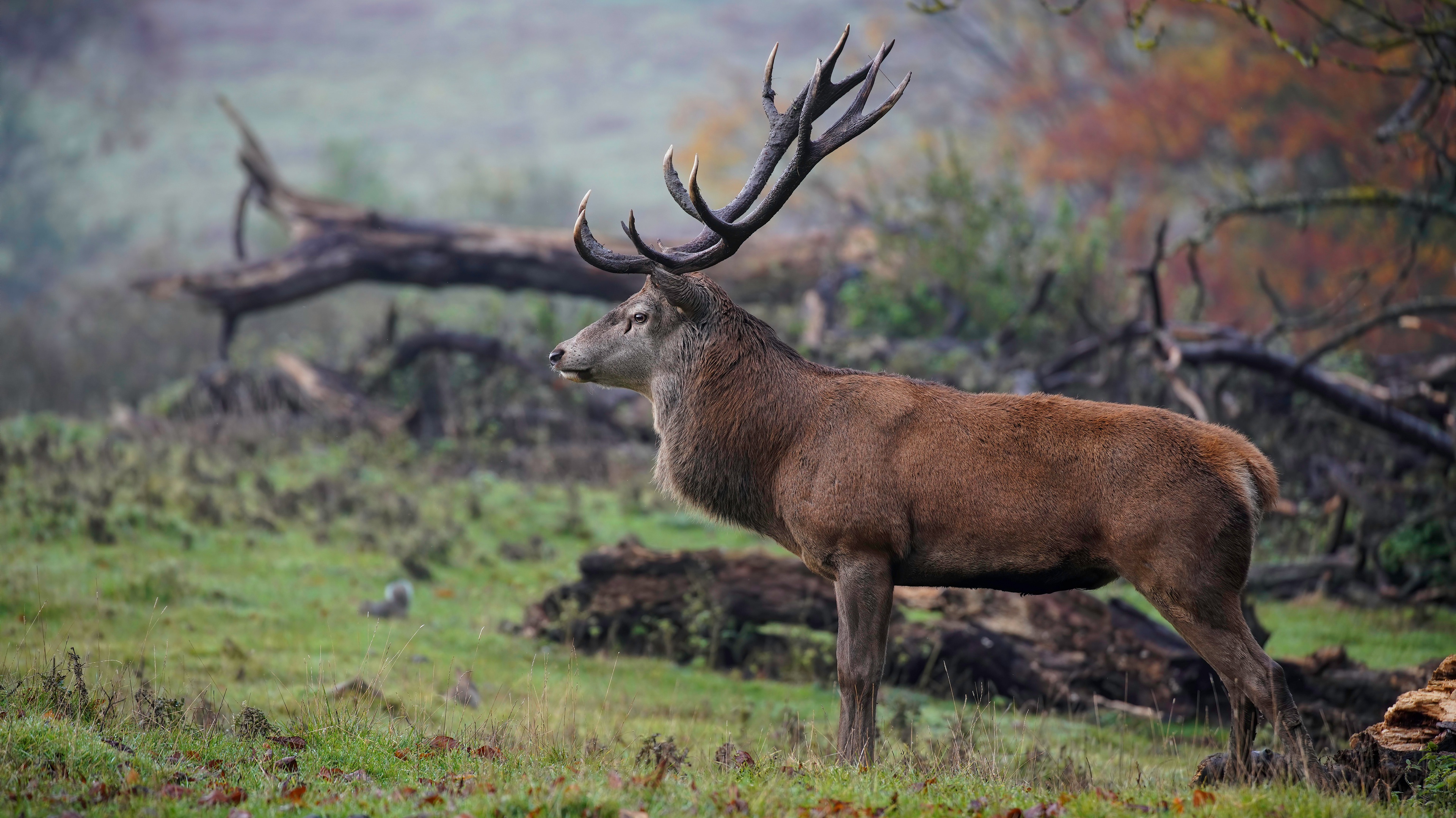 Deer Wildlife 3840x2160