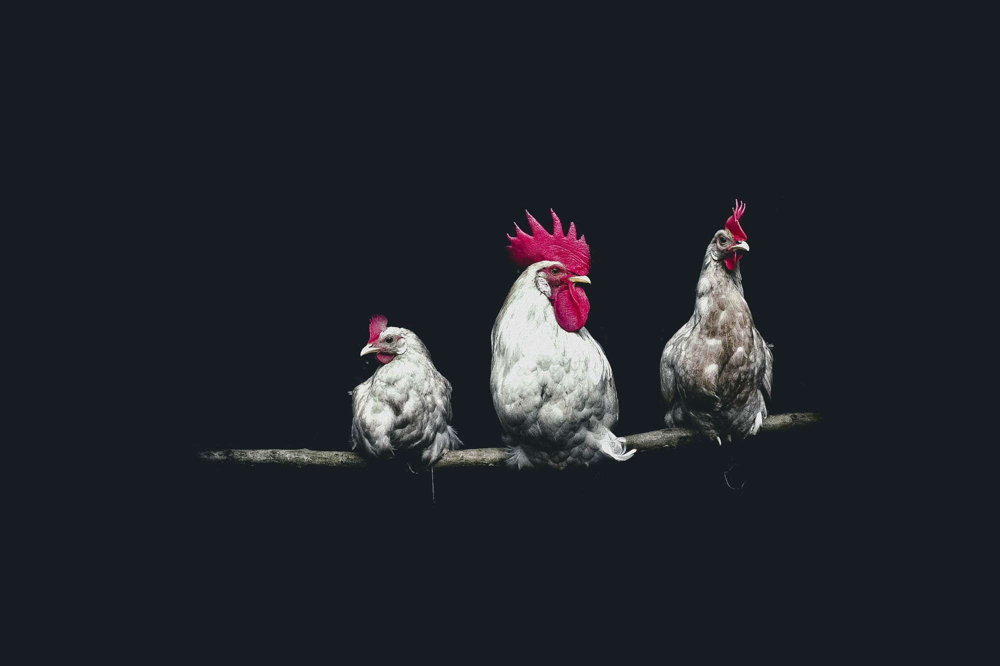 Animal Rooster 2000x1333