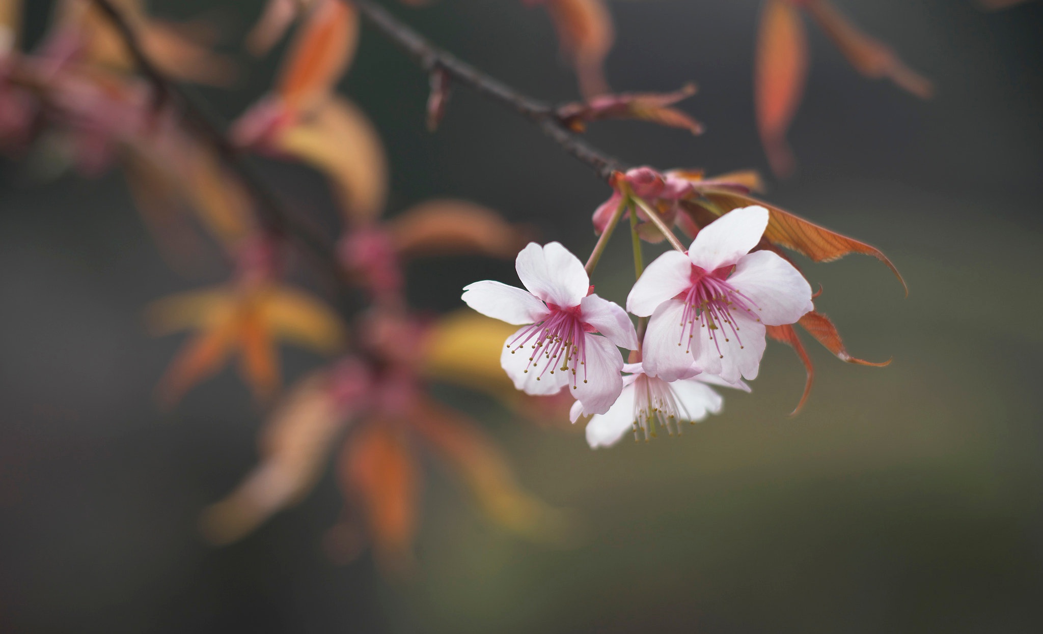 Blossom Branch Spring 2048x1246
