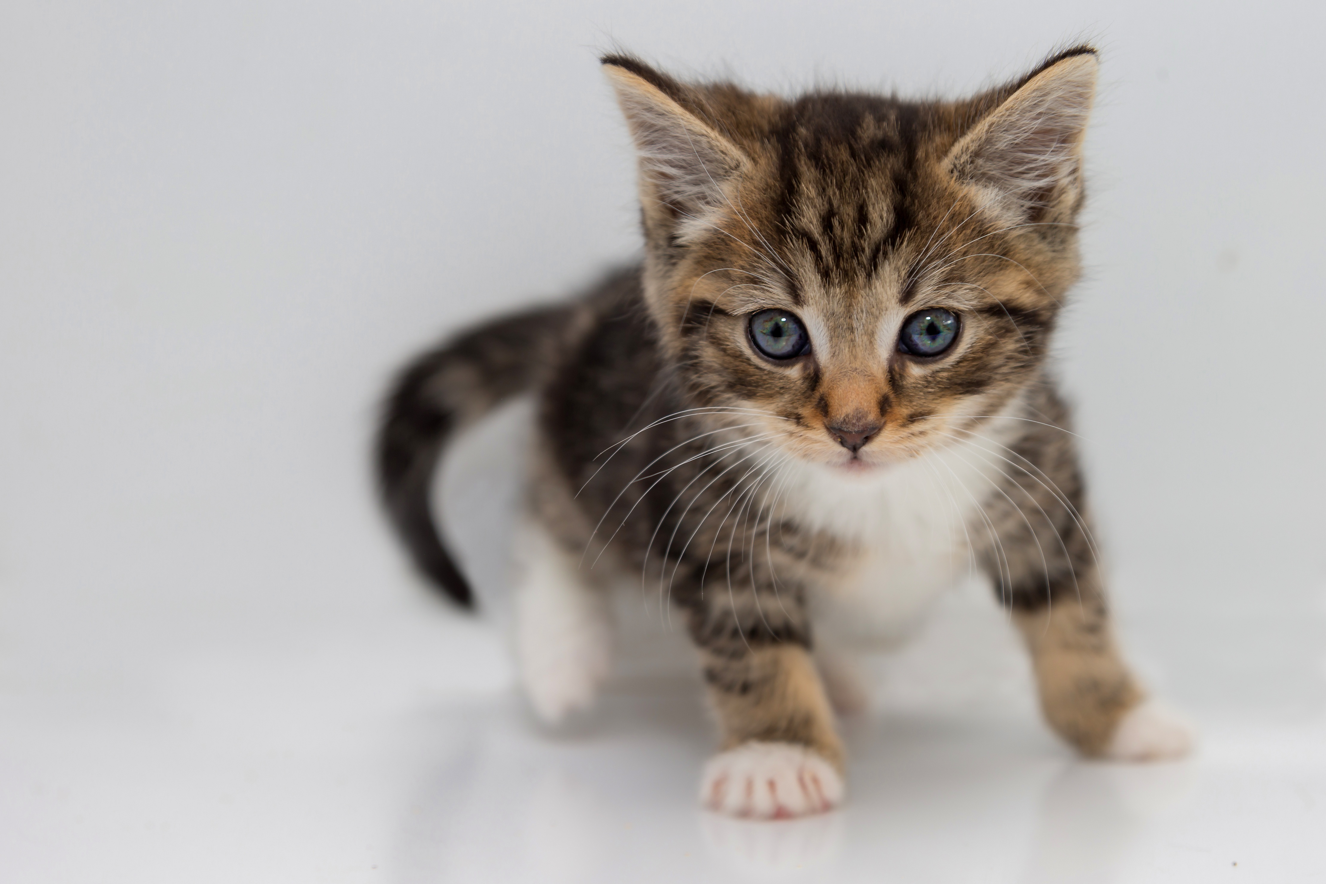 Baby Animal Cat Kitten Pet 4432x2955