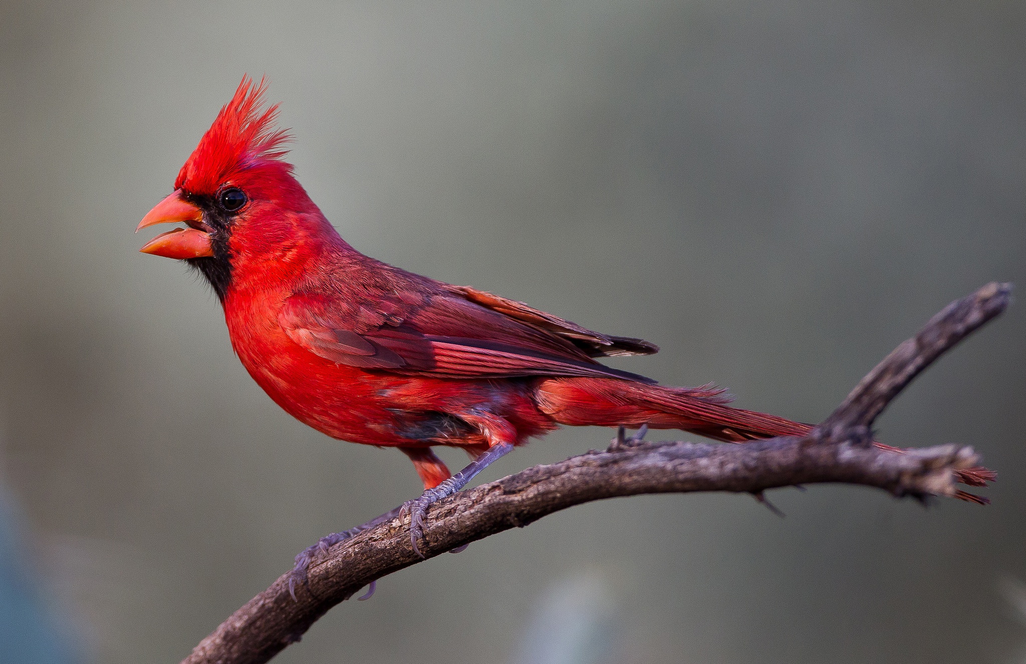 Bird Cardinal Wildlife 2048x1327