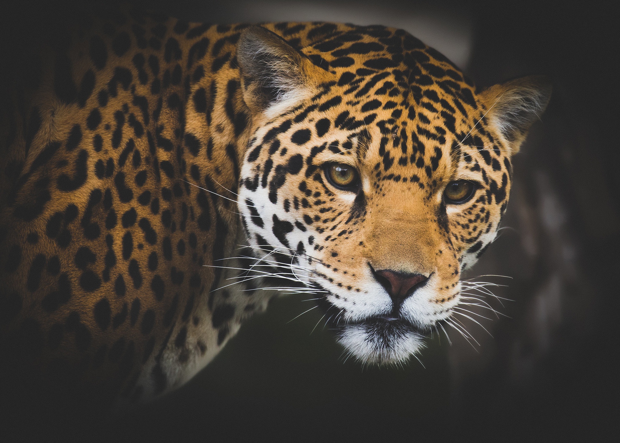 Big Cat Jaguar Wildlife Predator Animal 2048x1463