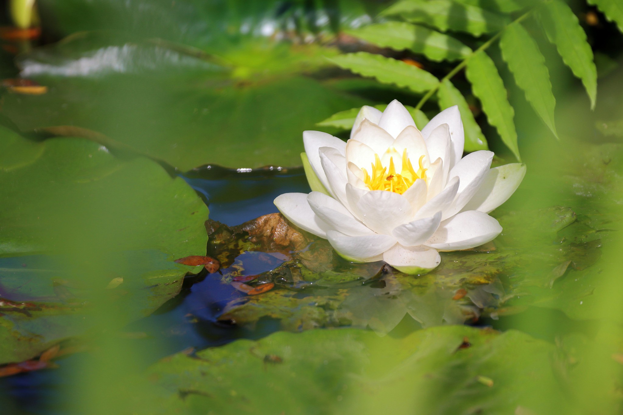 Flower Water Lily White Flower 2048x1365
