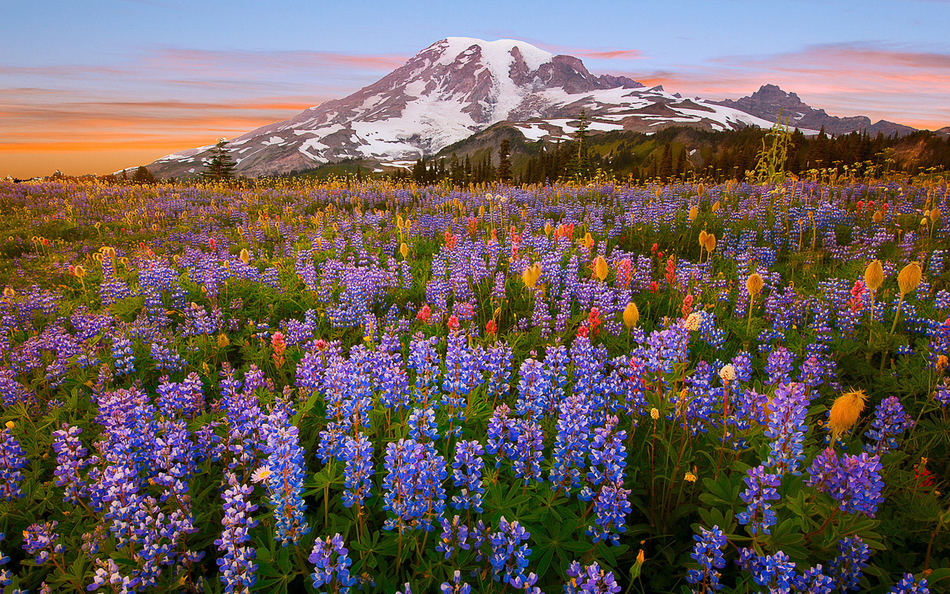 Colorful Earth Field Flower Meadow Mountain Spring 1920x1200