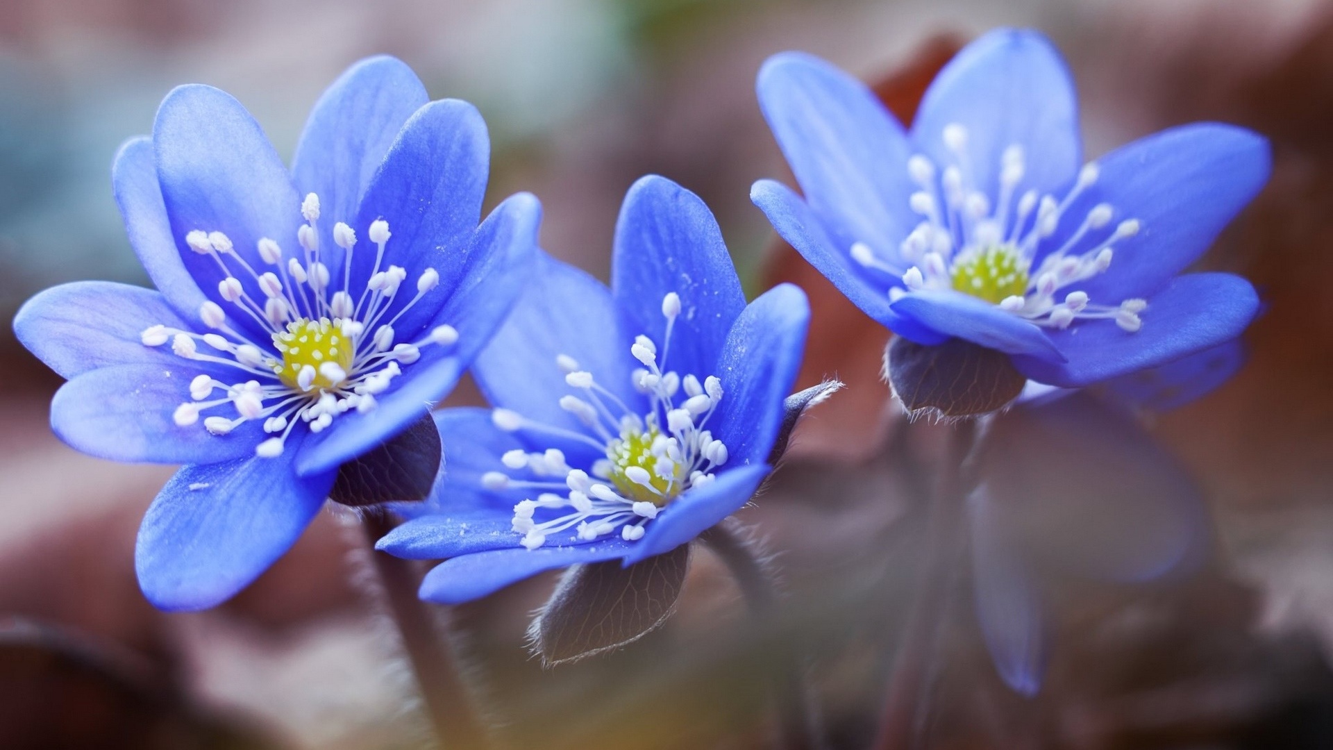 Blue Flower Flower Forget Me Not 1920x1080