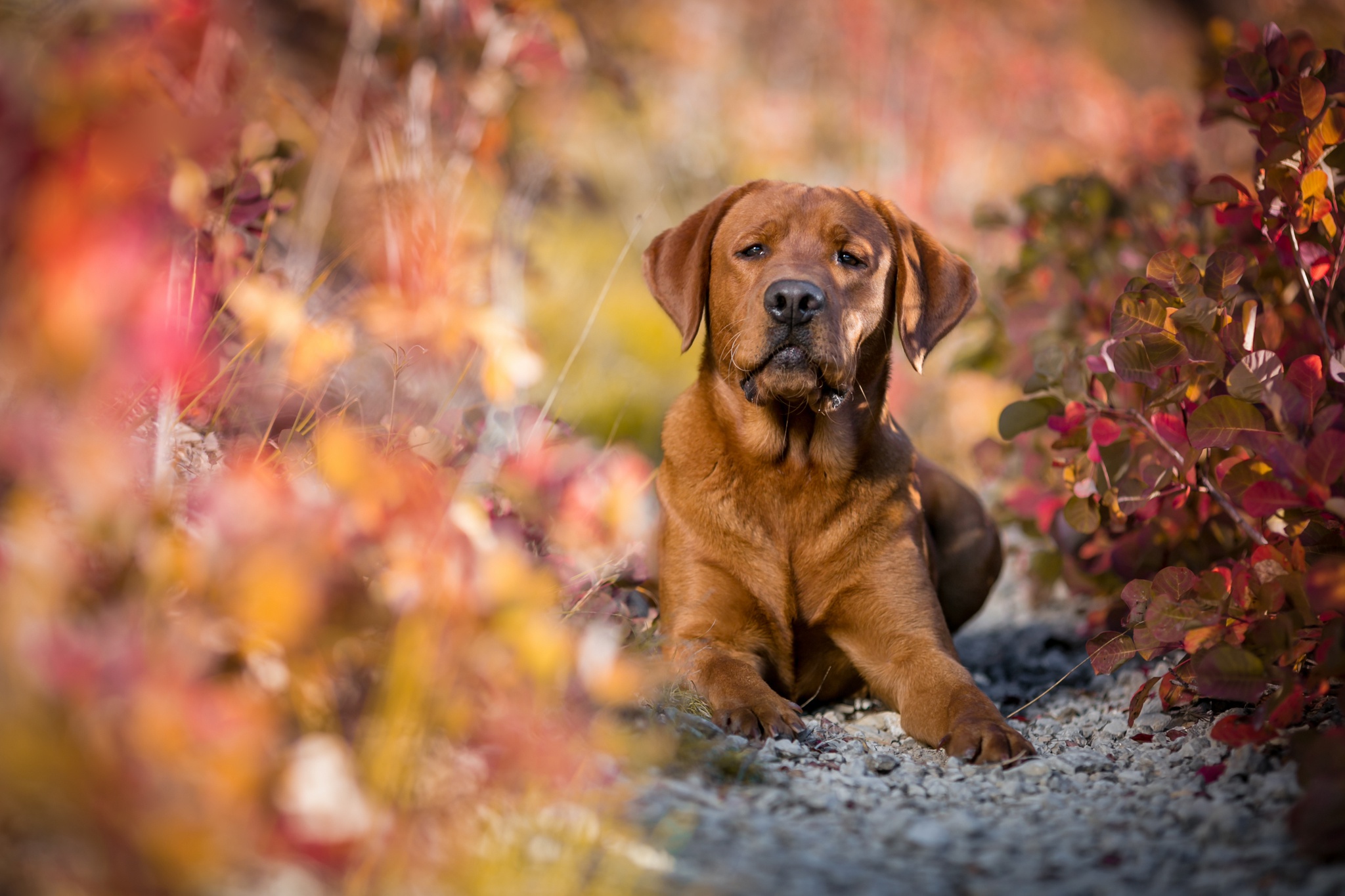 Dog Labrador Pet 2048x1365