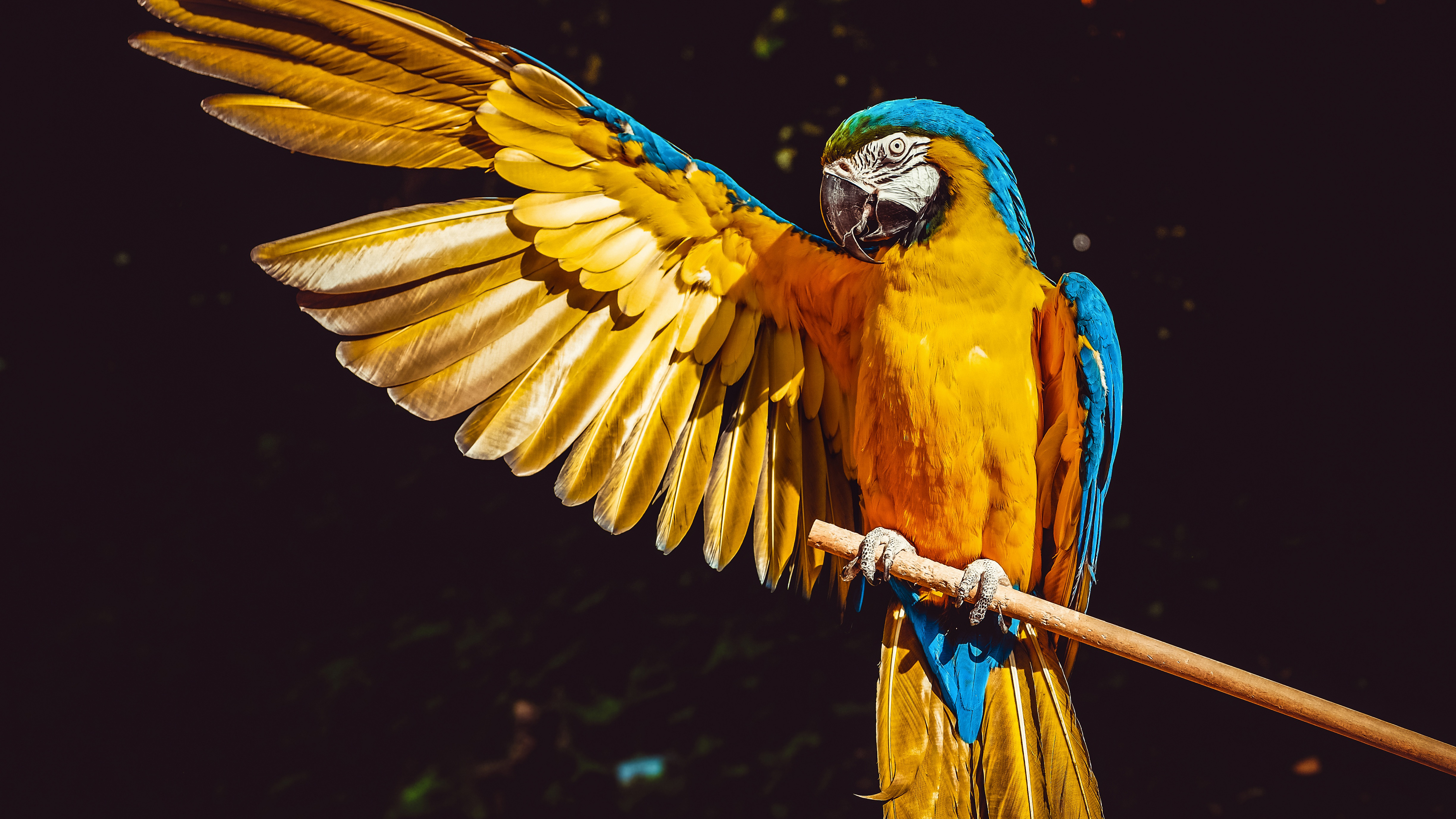 Bird Macaw Parrot Wings 5120x2880