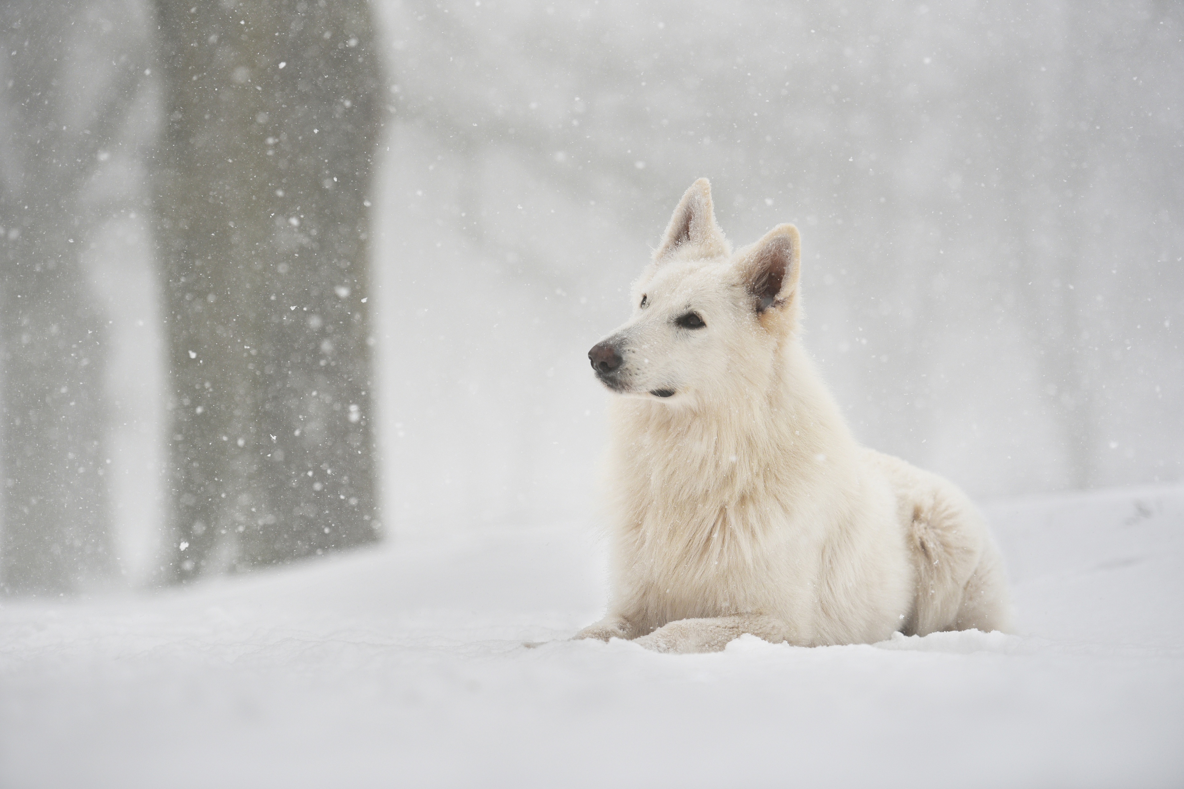Berger Blanc Suisse Dog Pet Snow Snowfall Winter 3840x2560