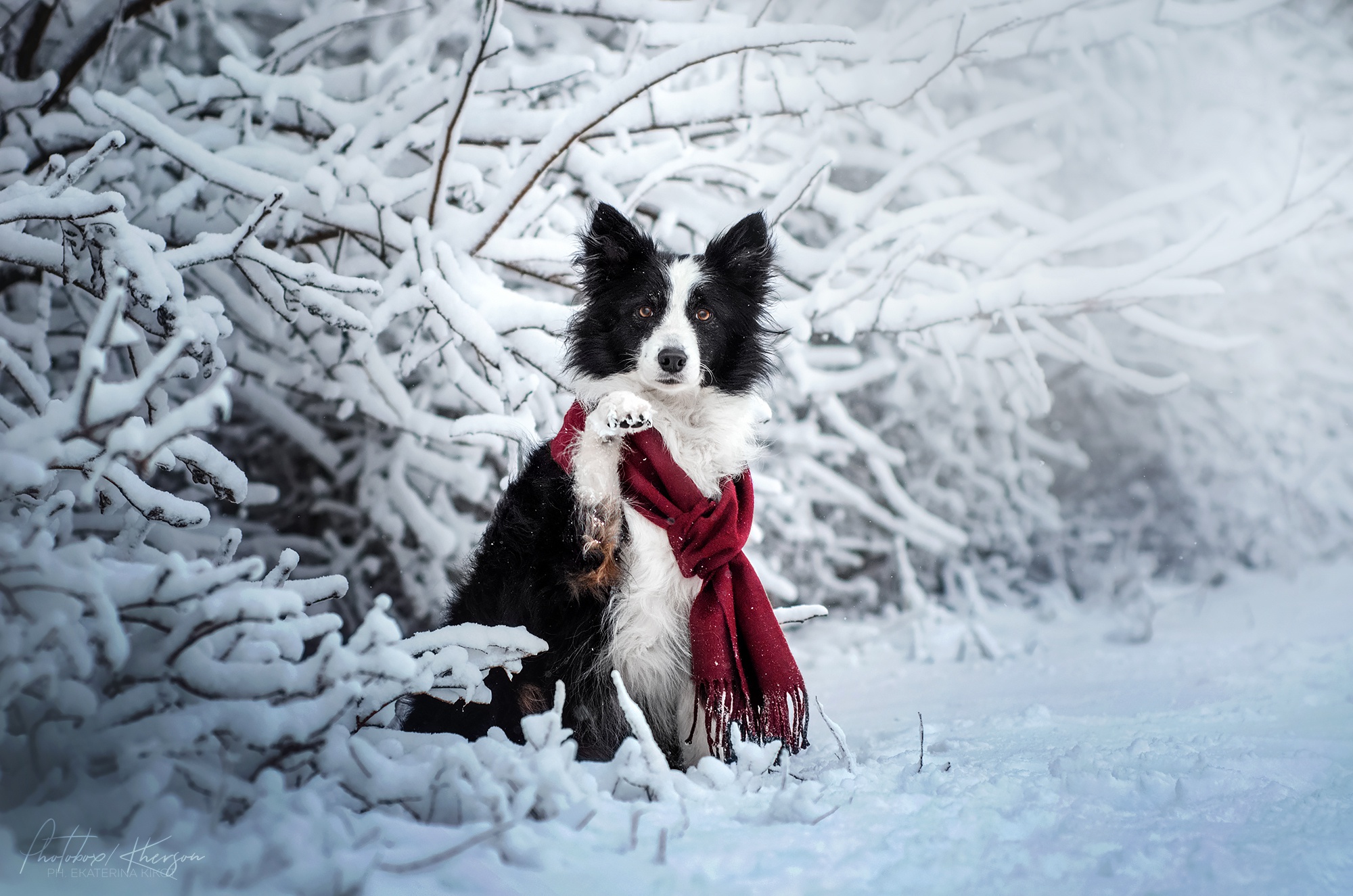 Border Collie Dog Pet Scarf Snow Winter 2000x1325