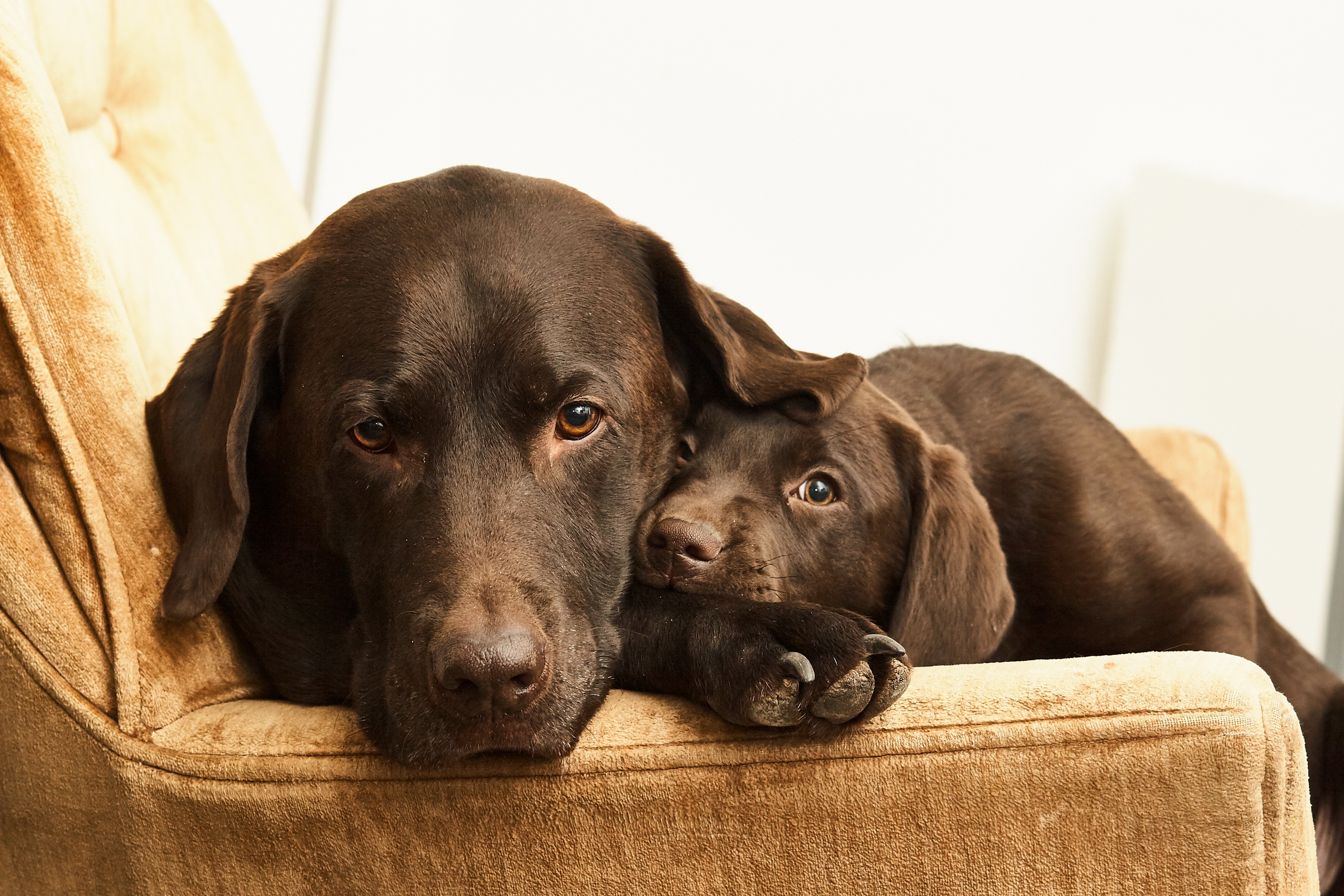 Baby Animal Dog Labrador Pet Puppy 2560x1707
