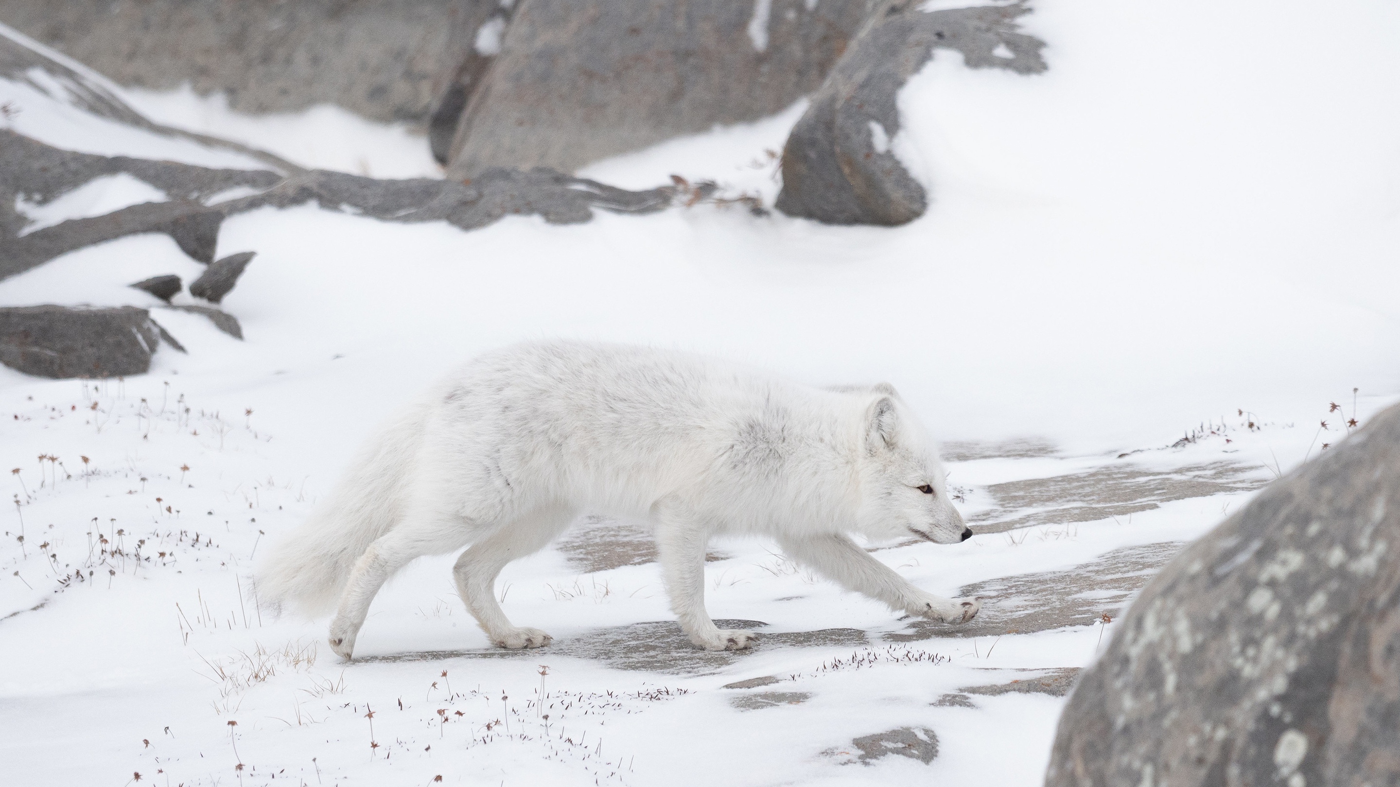 Arctic Fox Snow Wildlife 2880x1620