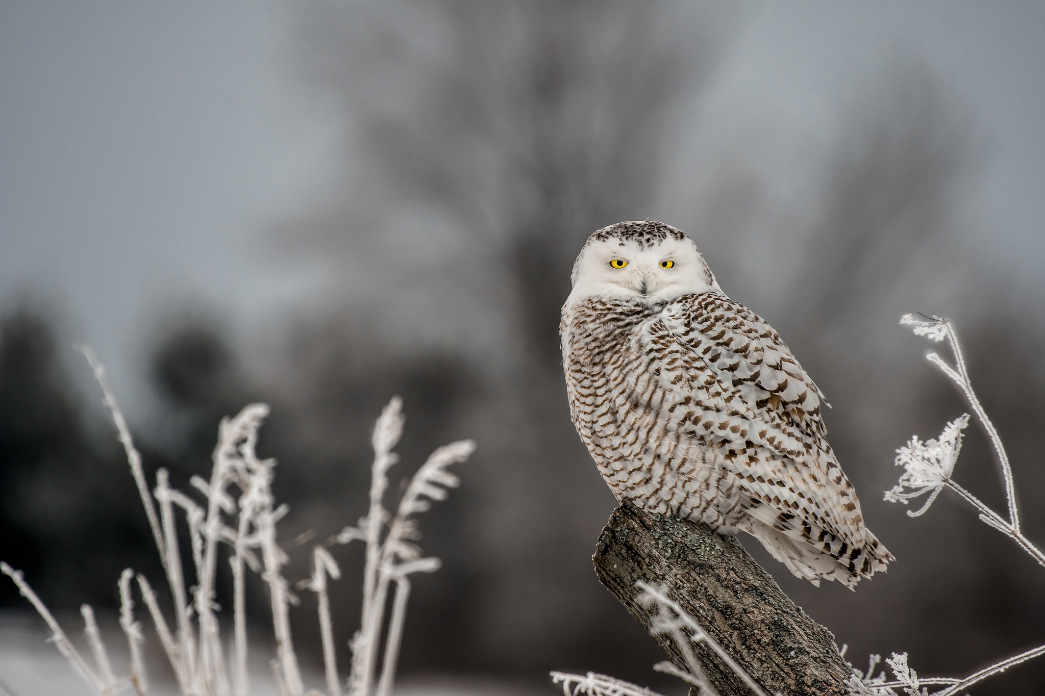 Bird Depth Of Field Owl Snowy Owl Wildlife 2048x1365