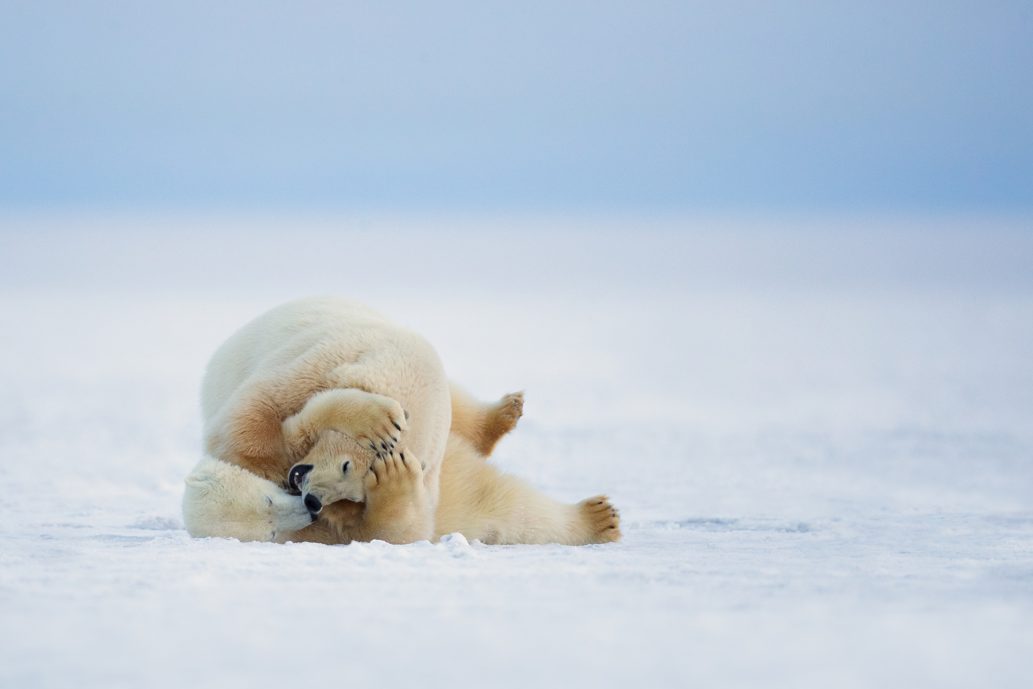 Polar Bear Wildlife Predator Animal 2048x1366