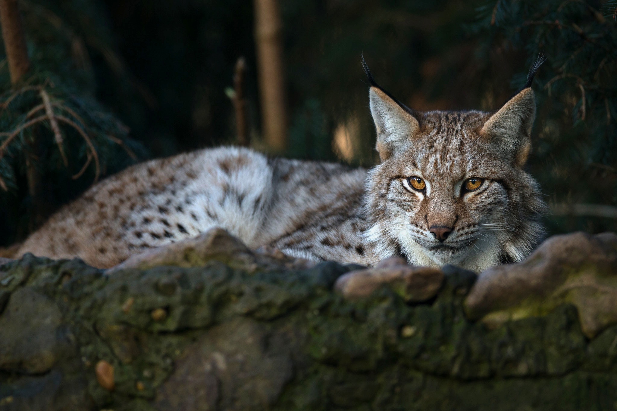 Big Cat Lynx Wildlife Predator Animal 2048x1366